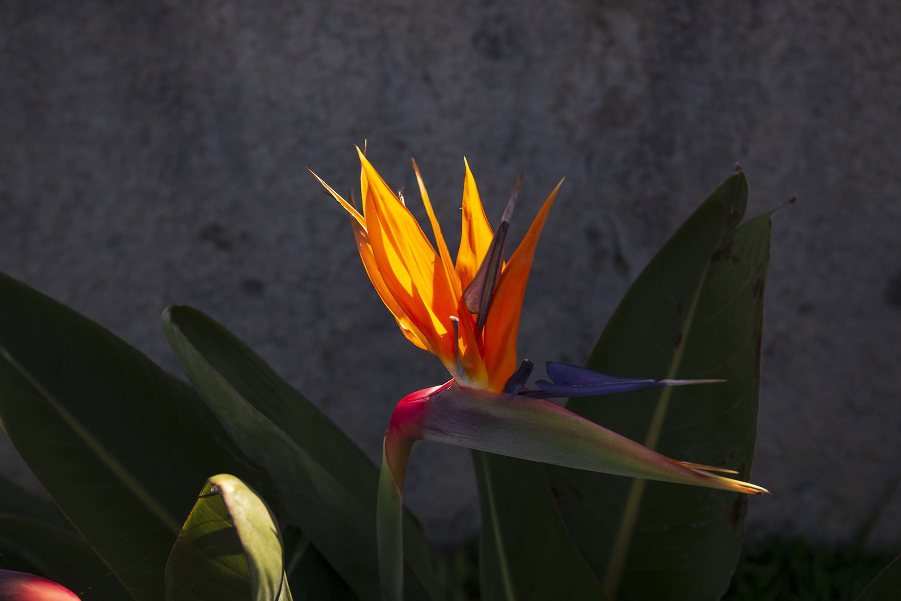 Madeira - Part 1 by Lucia Rusinakova