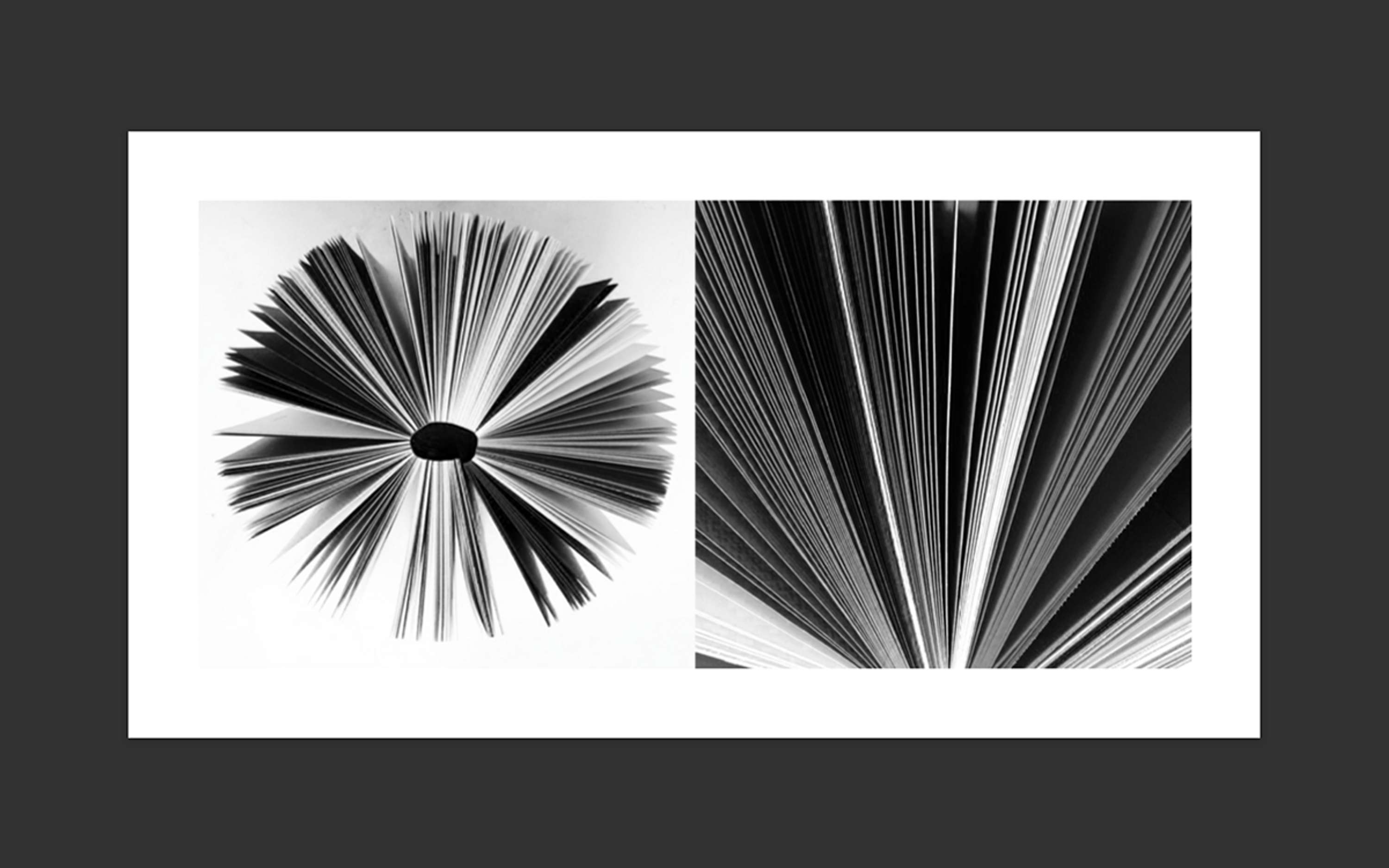 The Domino Project Book by Clelia Giannuoli