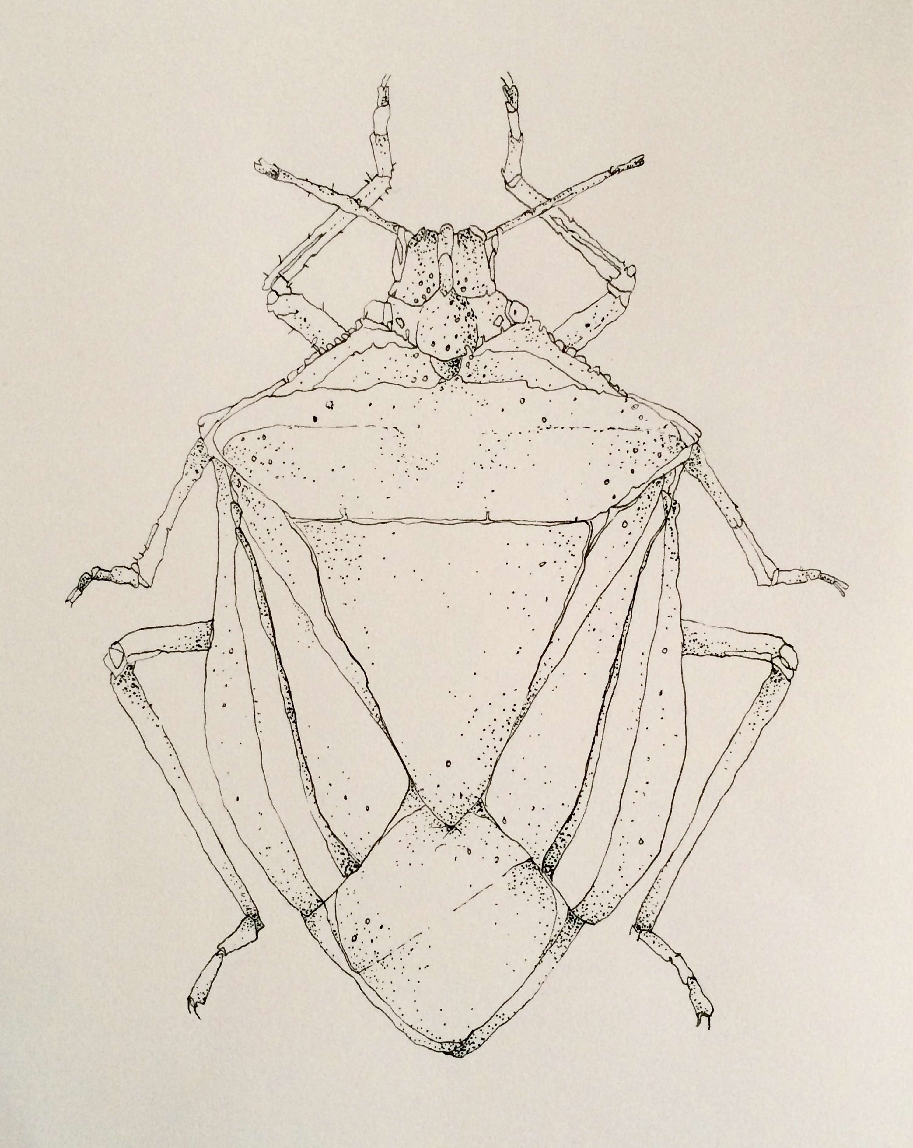 Recent drawing commissions by Anka Dabrowska
