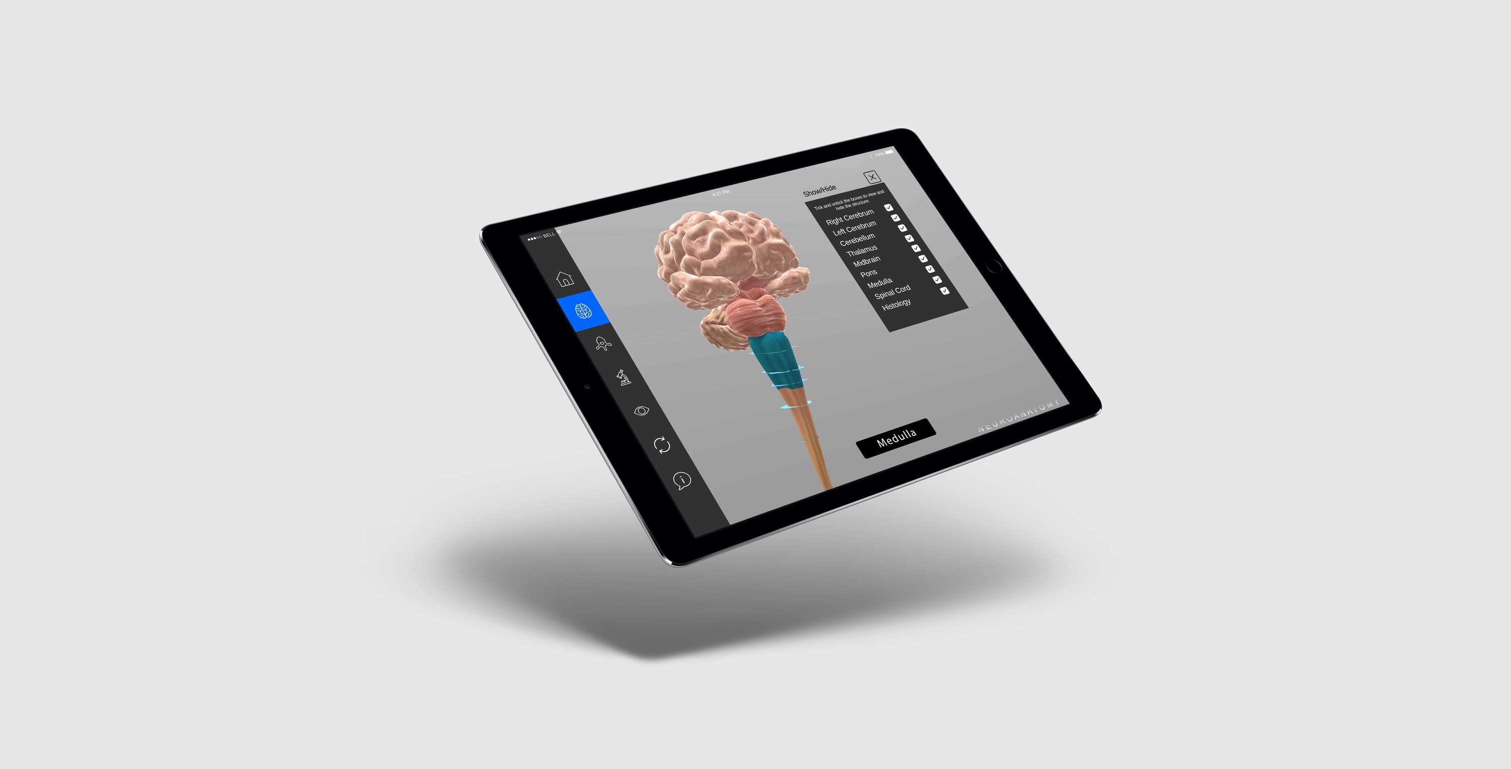 3D SpinalCord by Juman Hamza