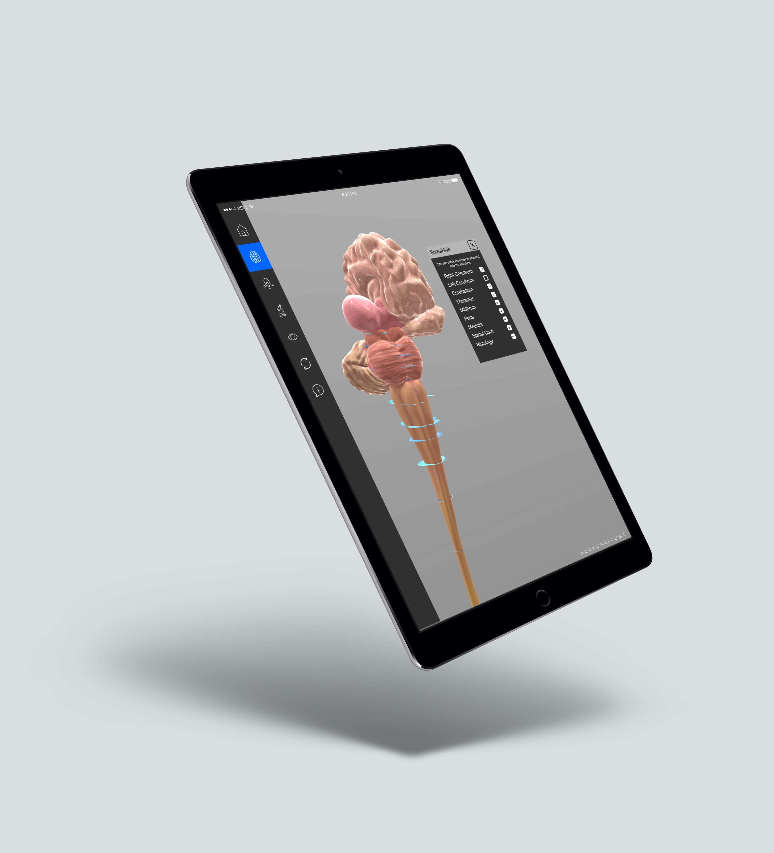 3D SpinalCord by Juman Hamza