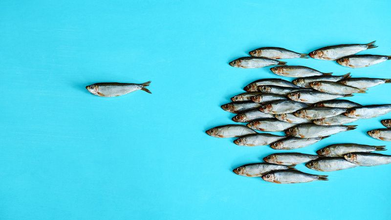 What makes you stand out from the shoal by Mark Wildsmith