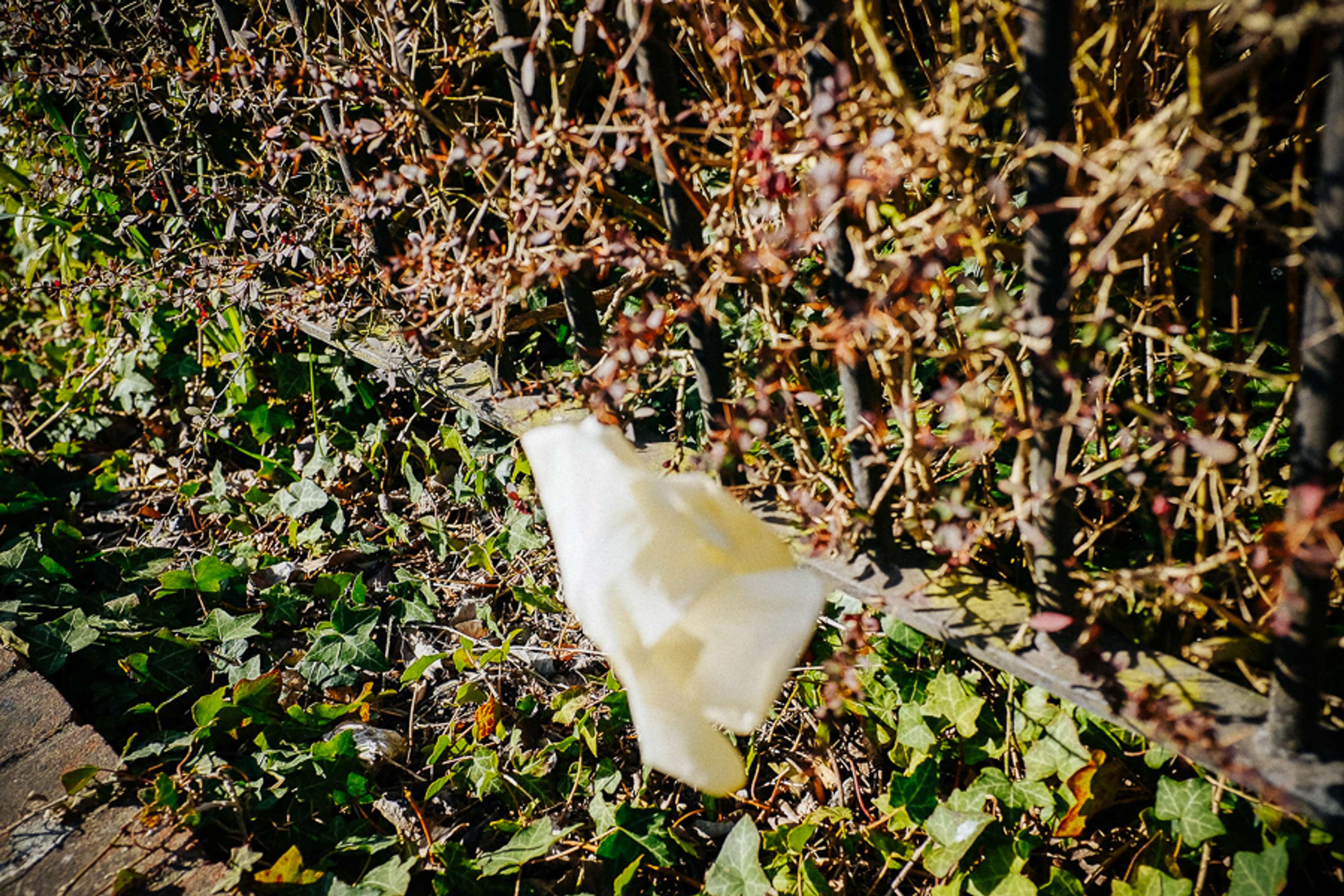 15 days and counting by Carli Adby-Notley
