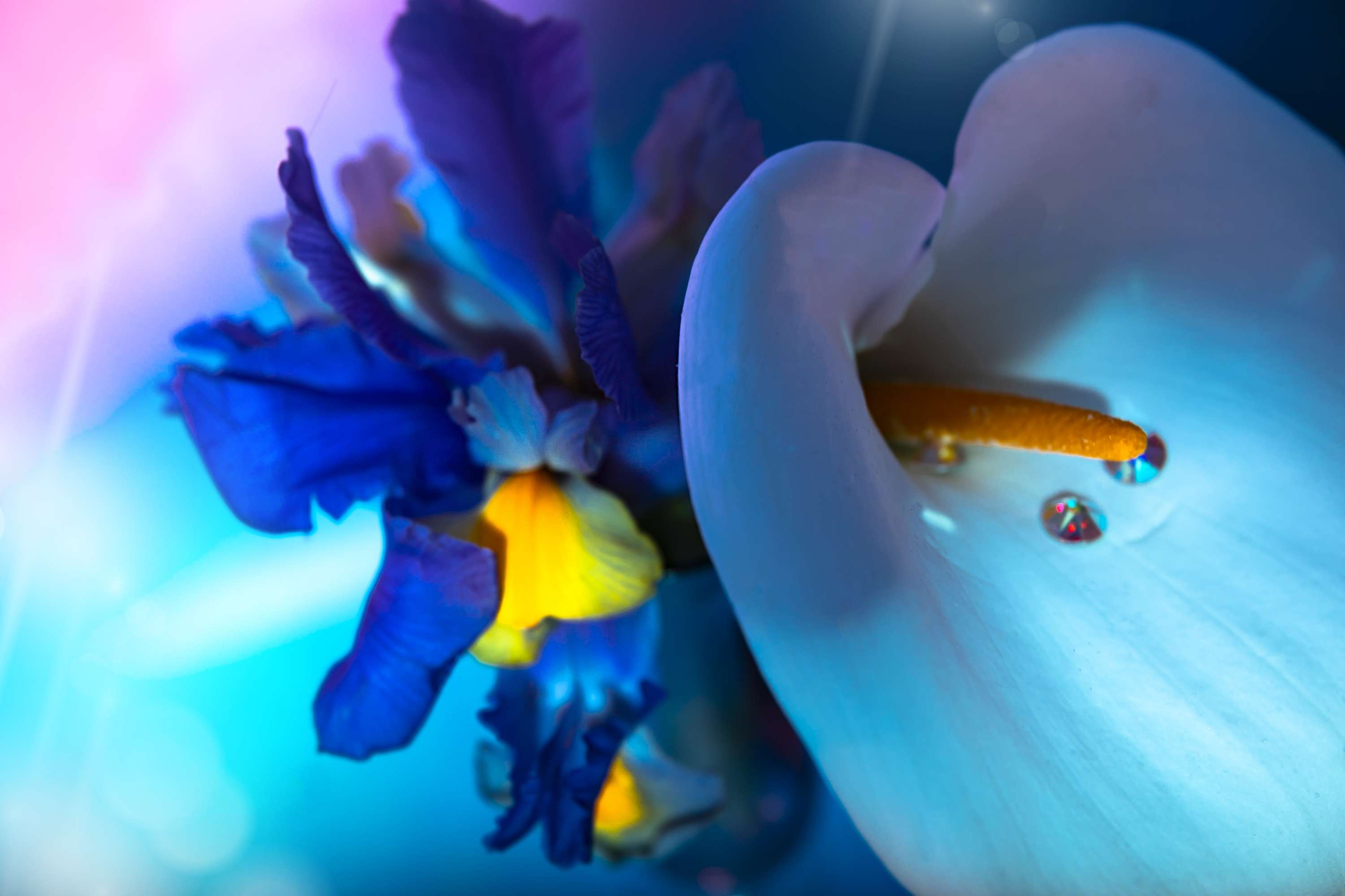Gems & Flora by Kasia Dabrowka