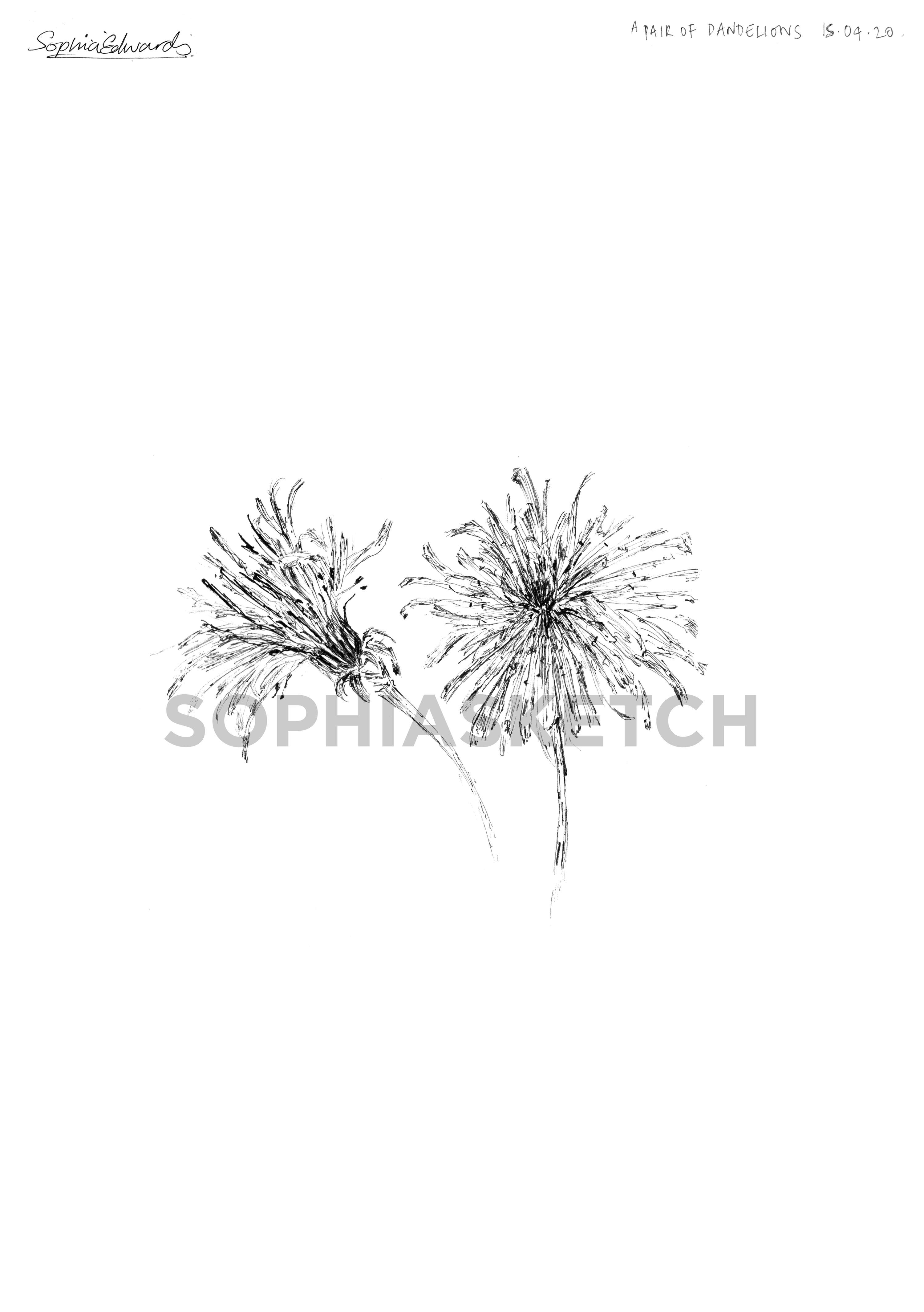 #Quarantineinbloom by Sophia Edwards