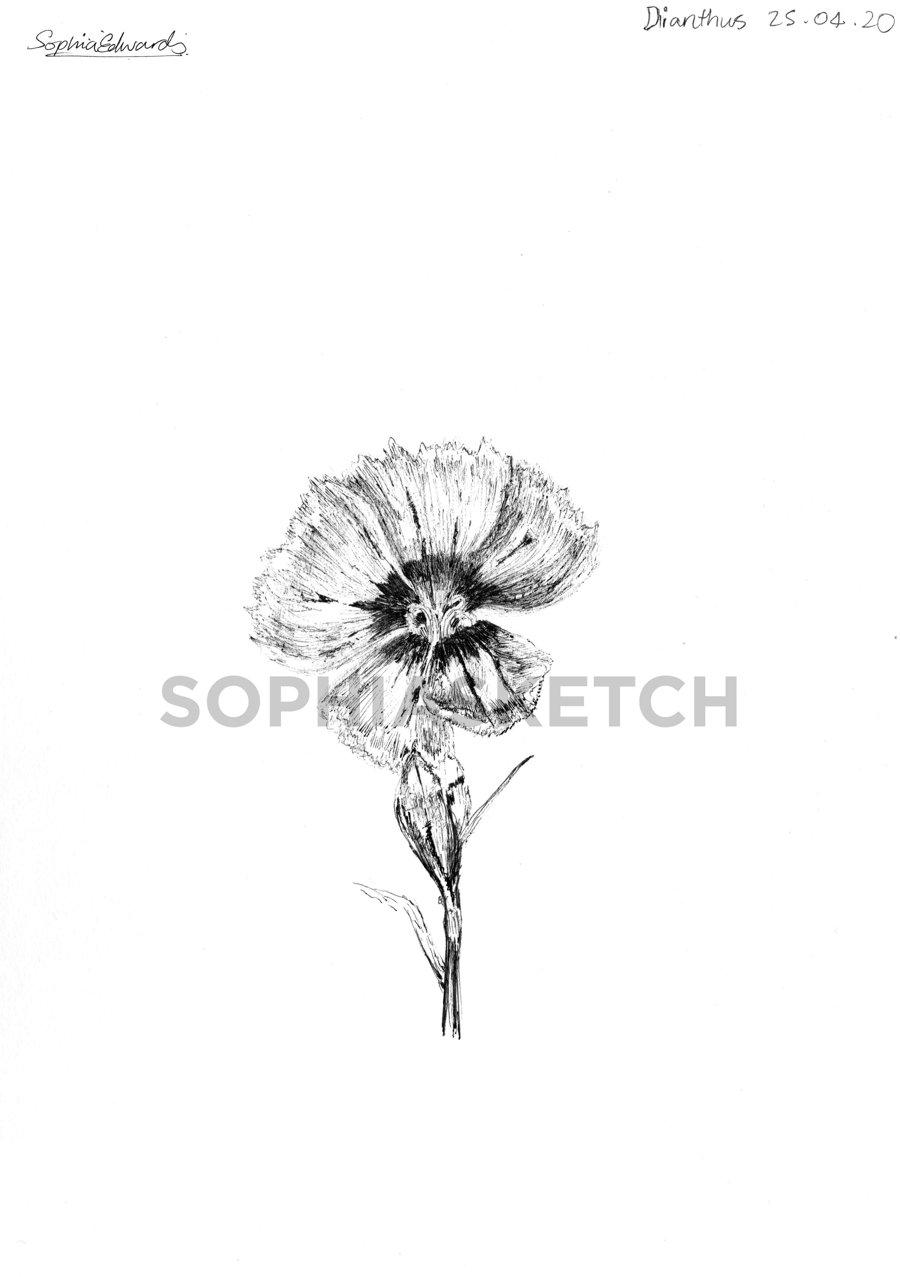 #Quarantineinbloom by Sophia Edwards