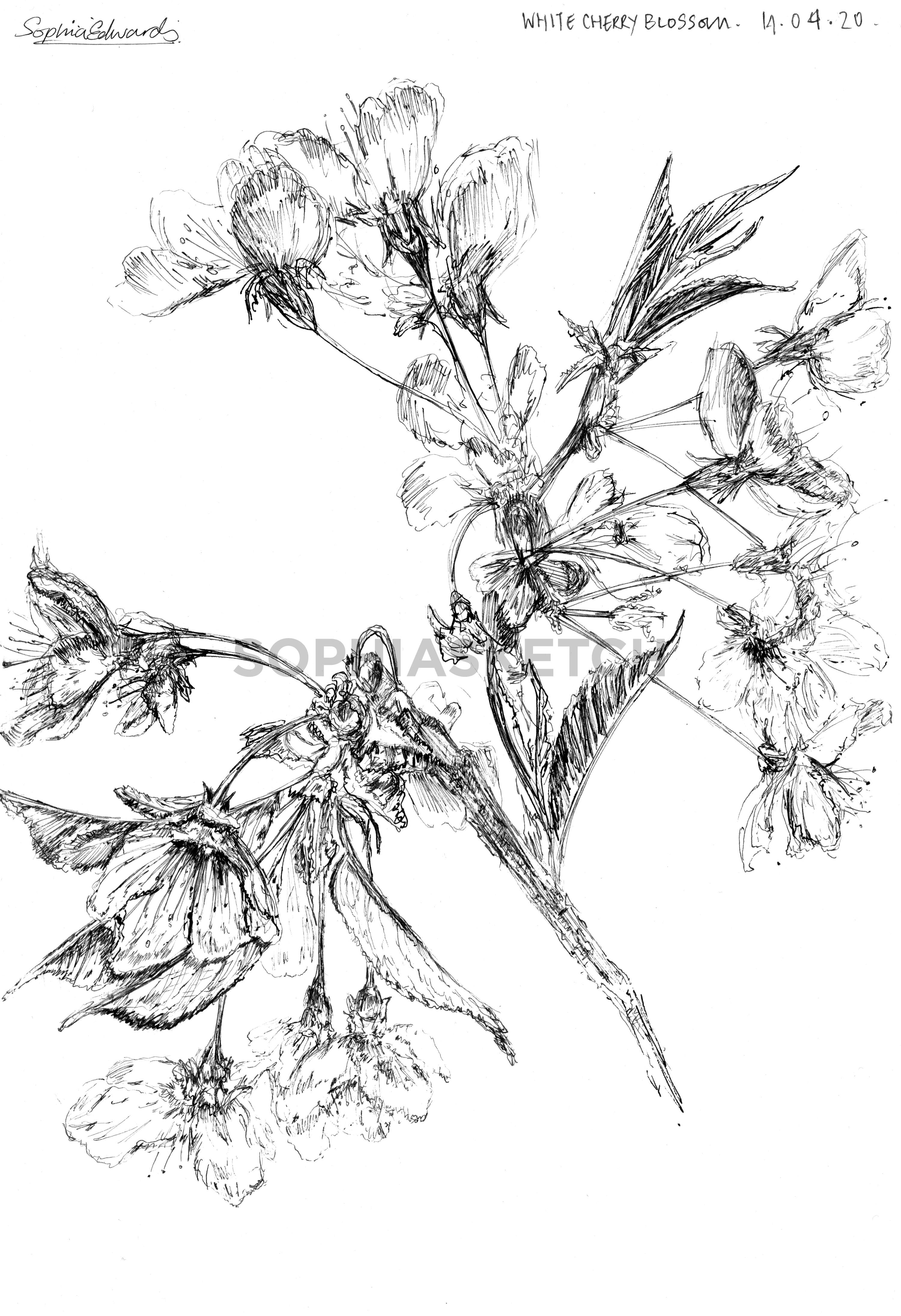 #Quarantineinbloom by Sophia Edwards