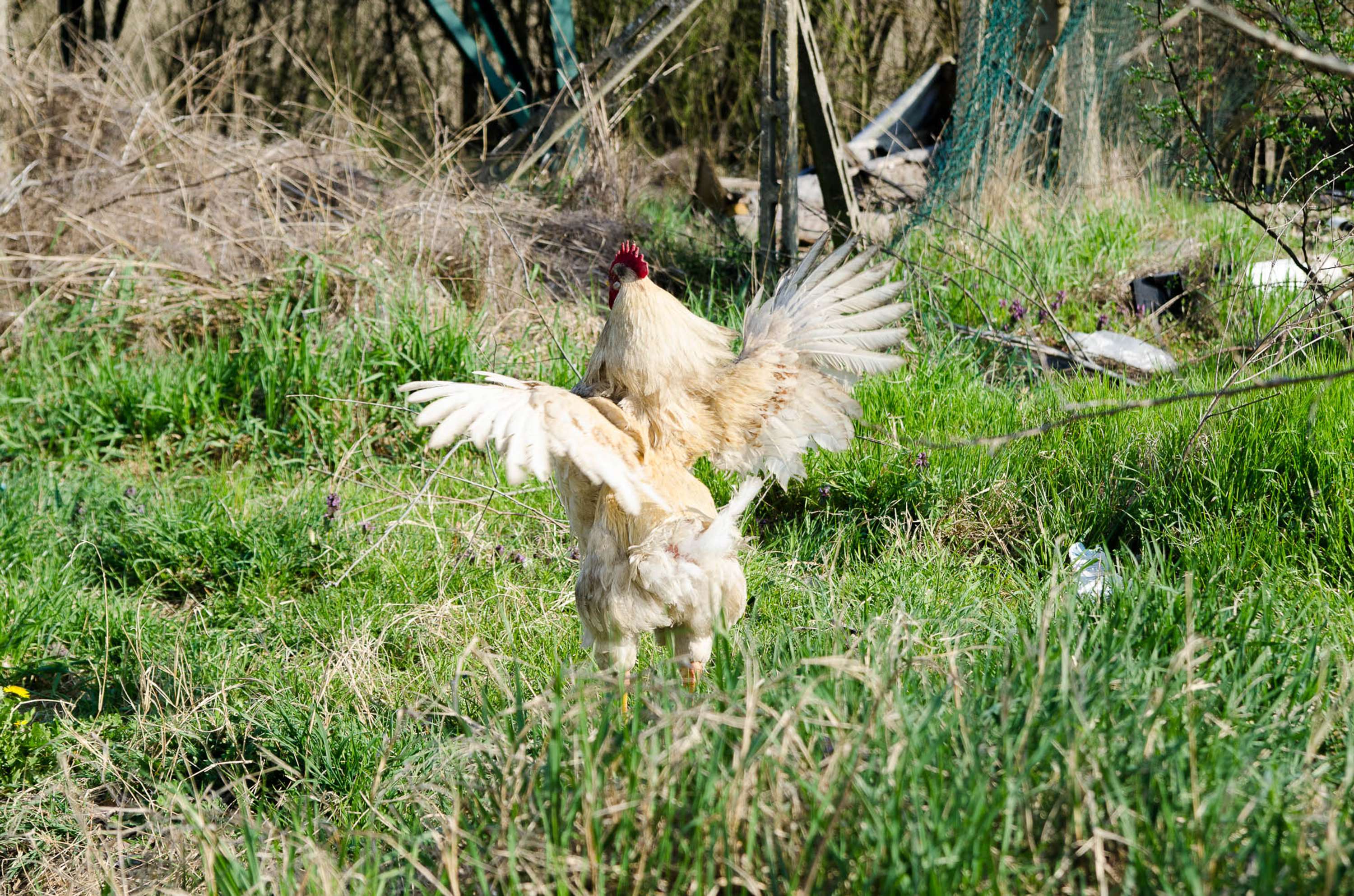 Romas: how to destroy a community by Giulia Paratelli