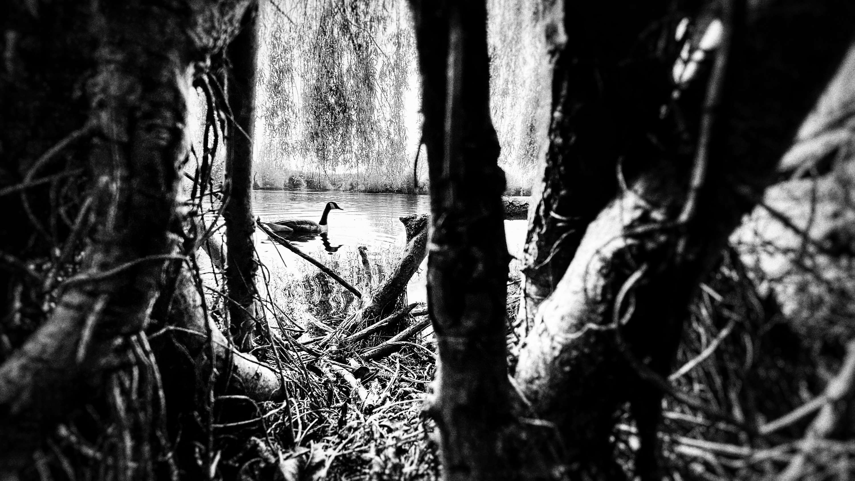 Frozen in time by Spataru Gabriel