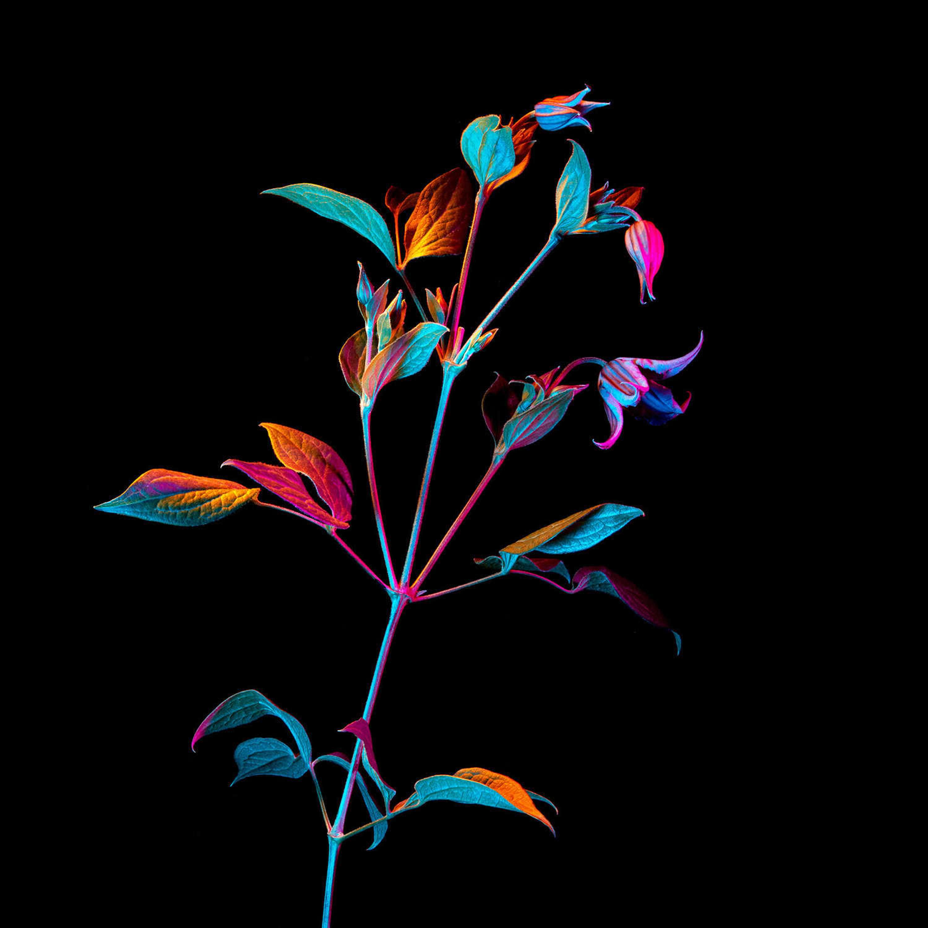 IBM x OUTTHINK by Sean Freeman & Eve Steben