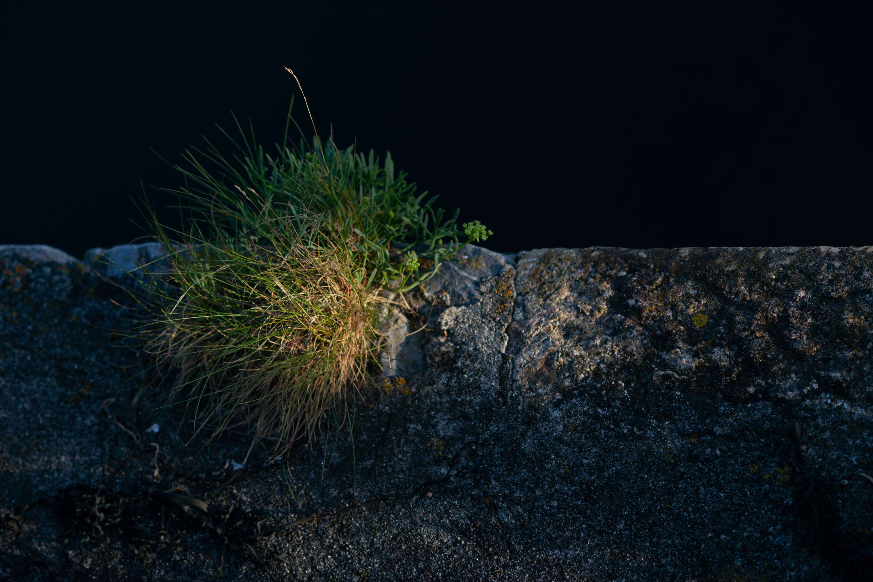 The Front by Joanne Dorothea-Smith