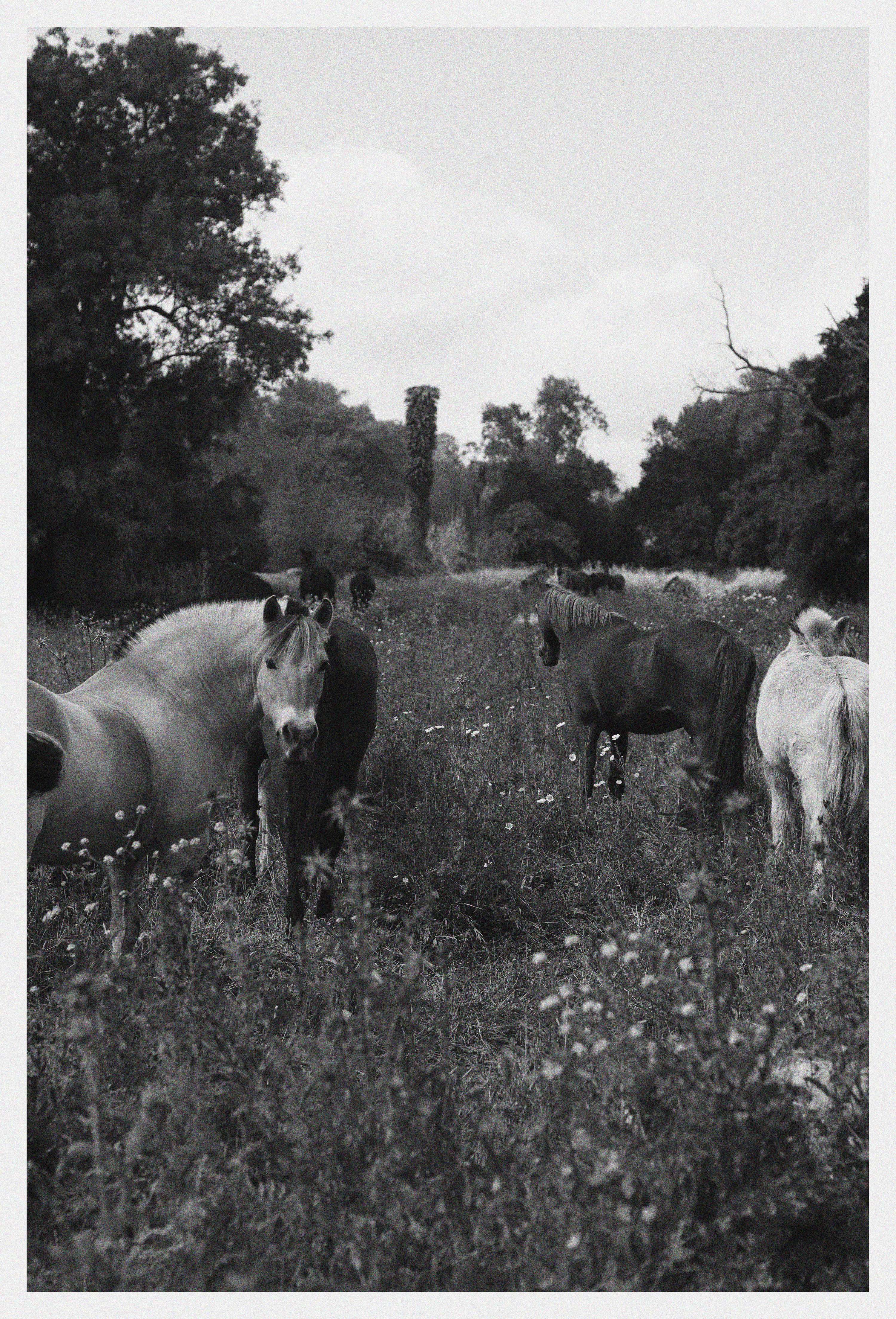 Daily Walk Findings by Júlia Martinho