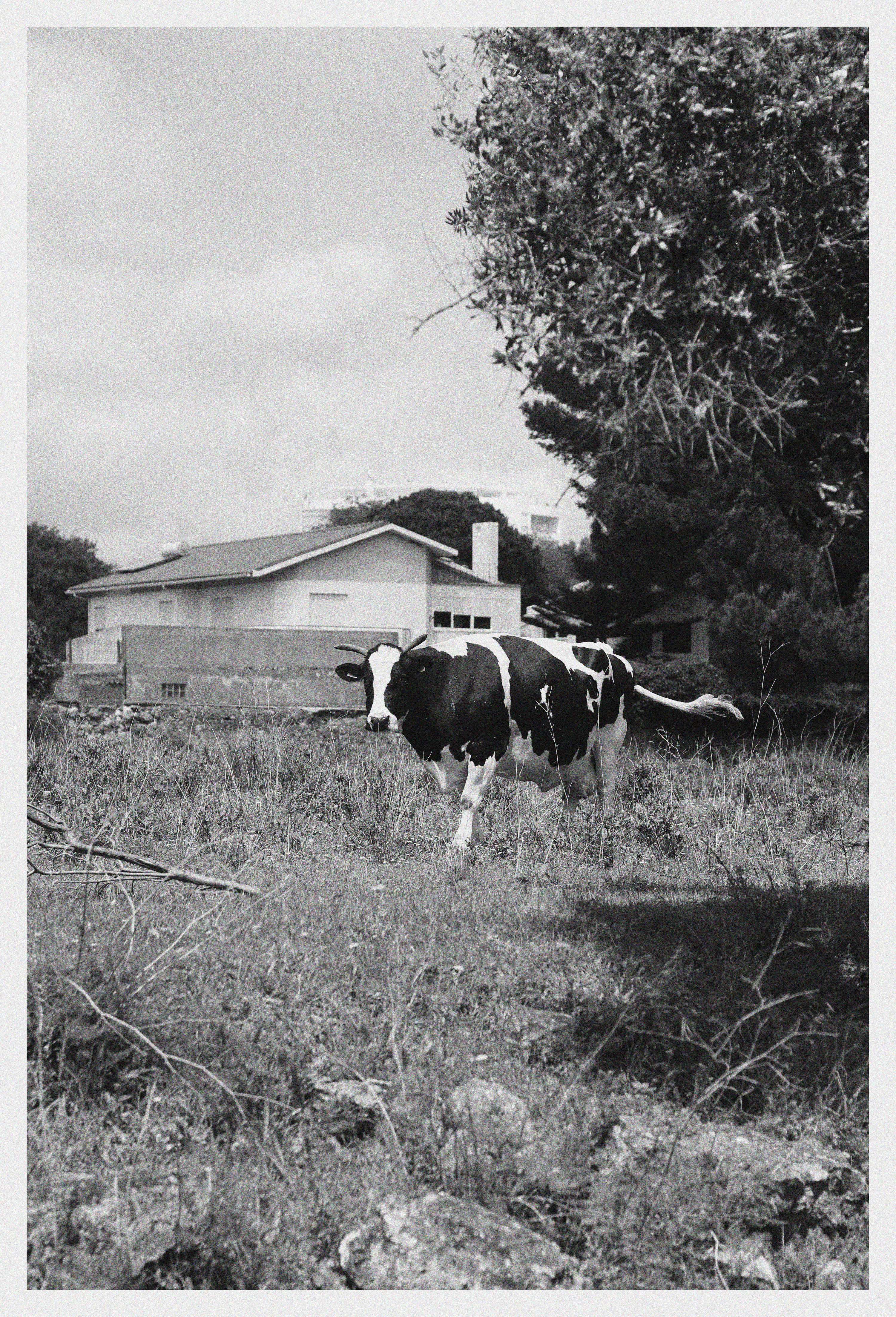 Daily Walk Findings by Júlia Martinho