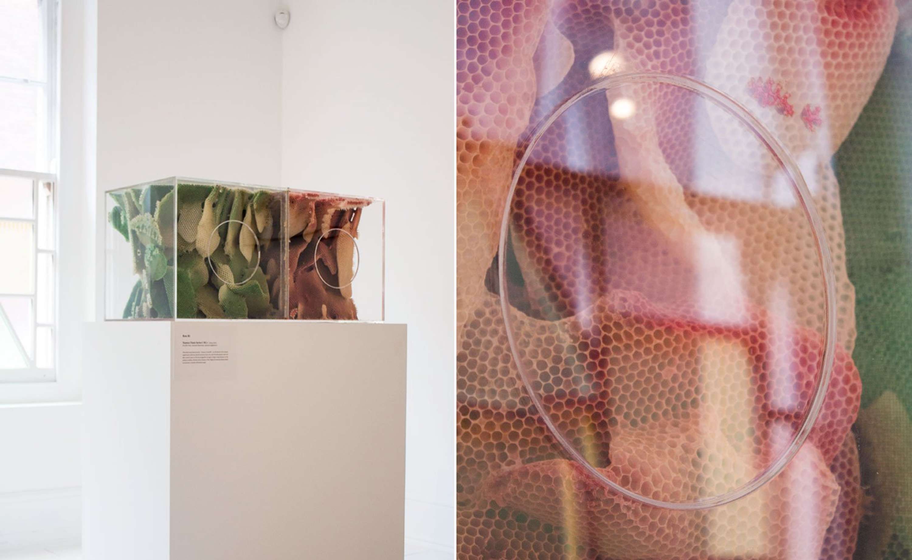 The Joy of Bees by Mariana Fabris