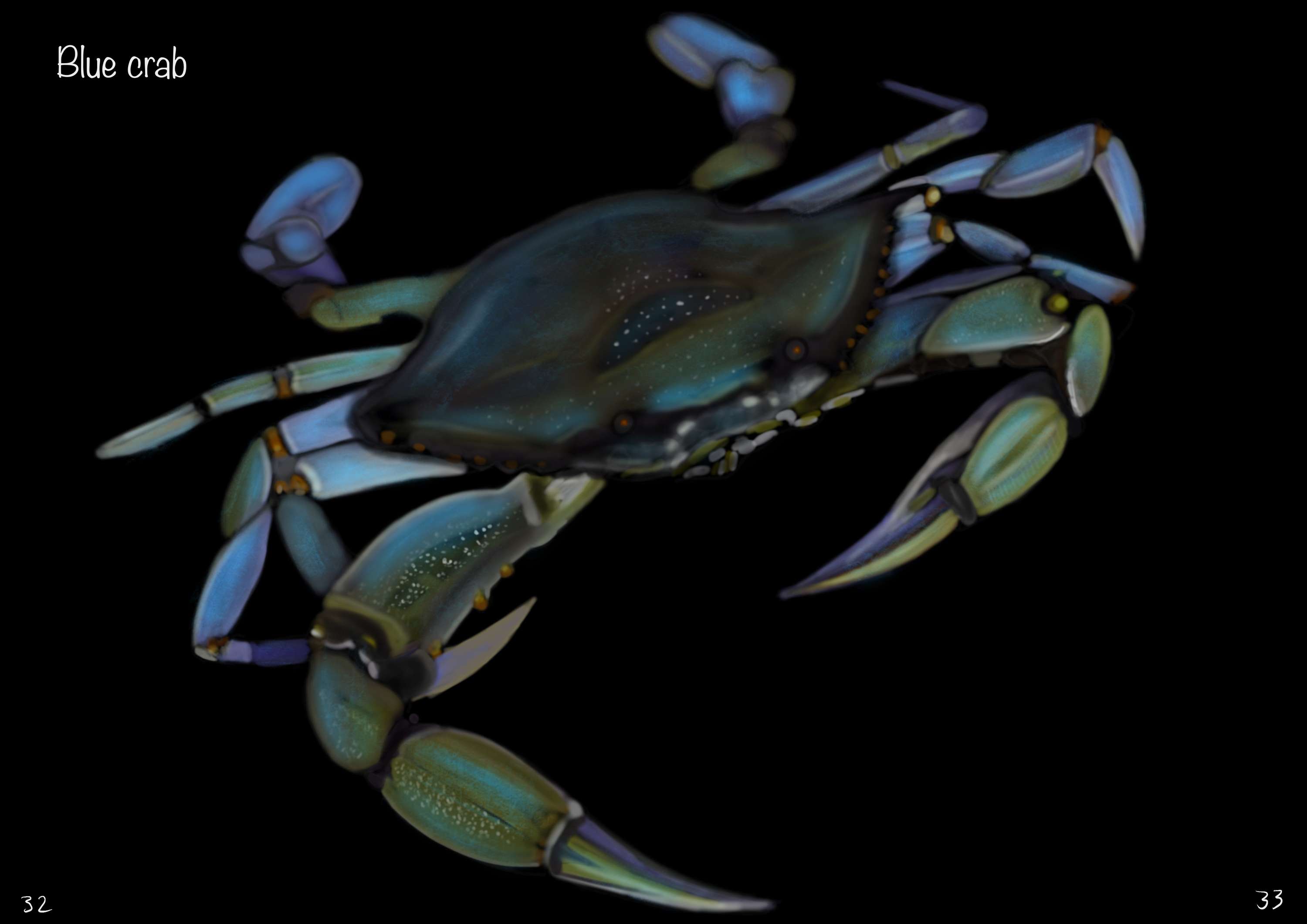 Creature Designs by Evelynne Stamp