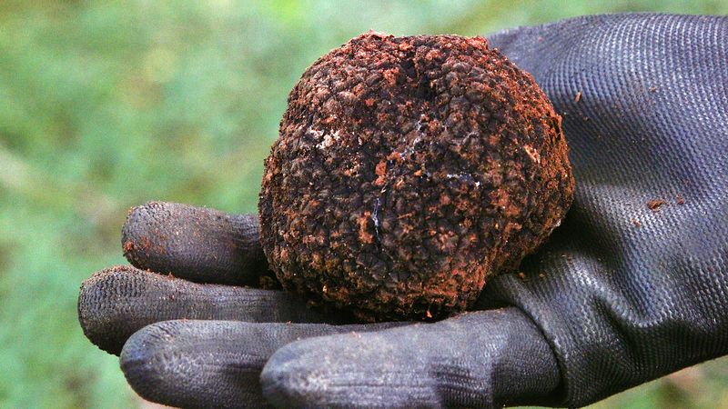 Why Real Truffles Are So Expensive by Charlie Floyd