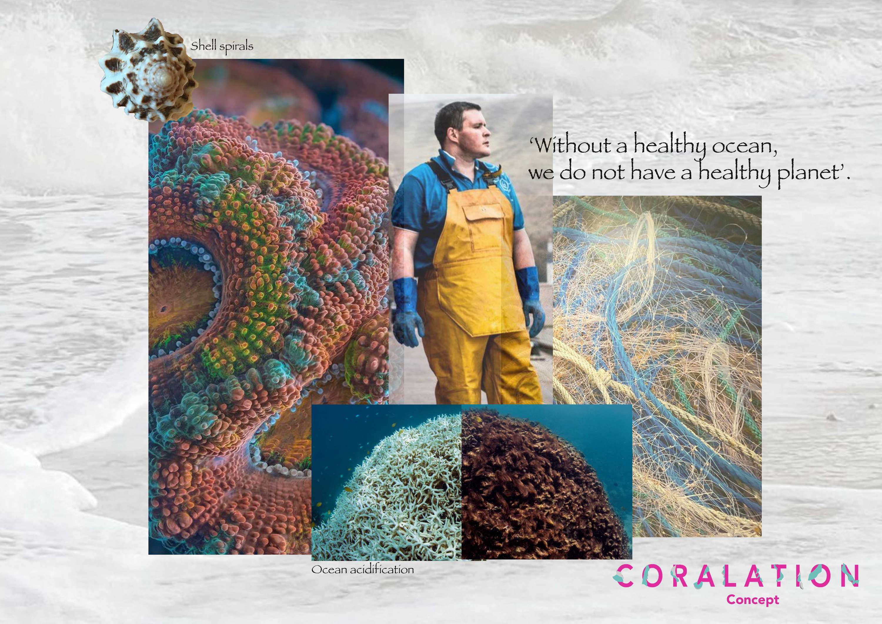 Coralation by Kate Loveday