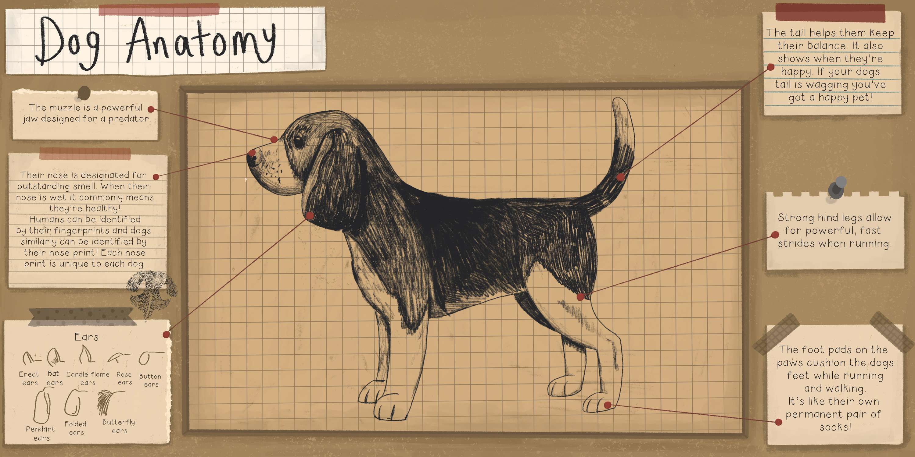 Understanding Dogs by Molly O'Connor