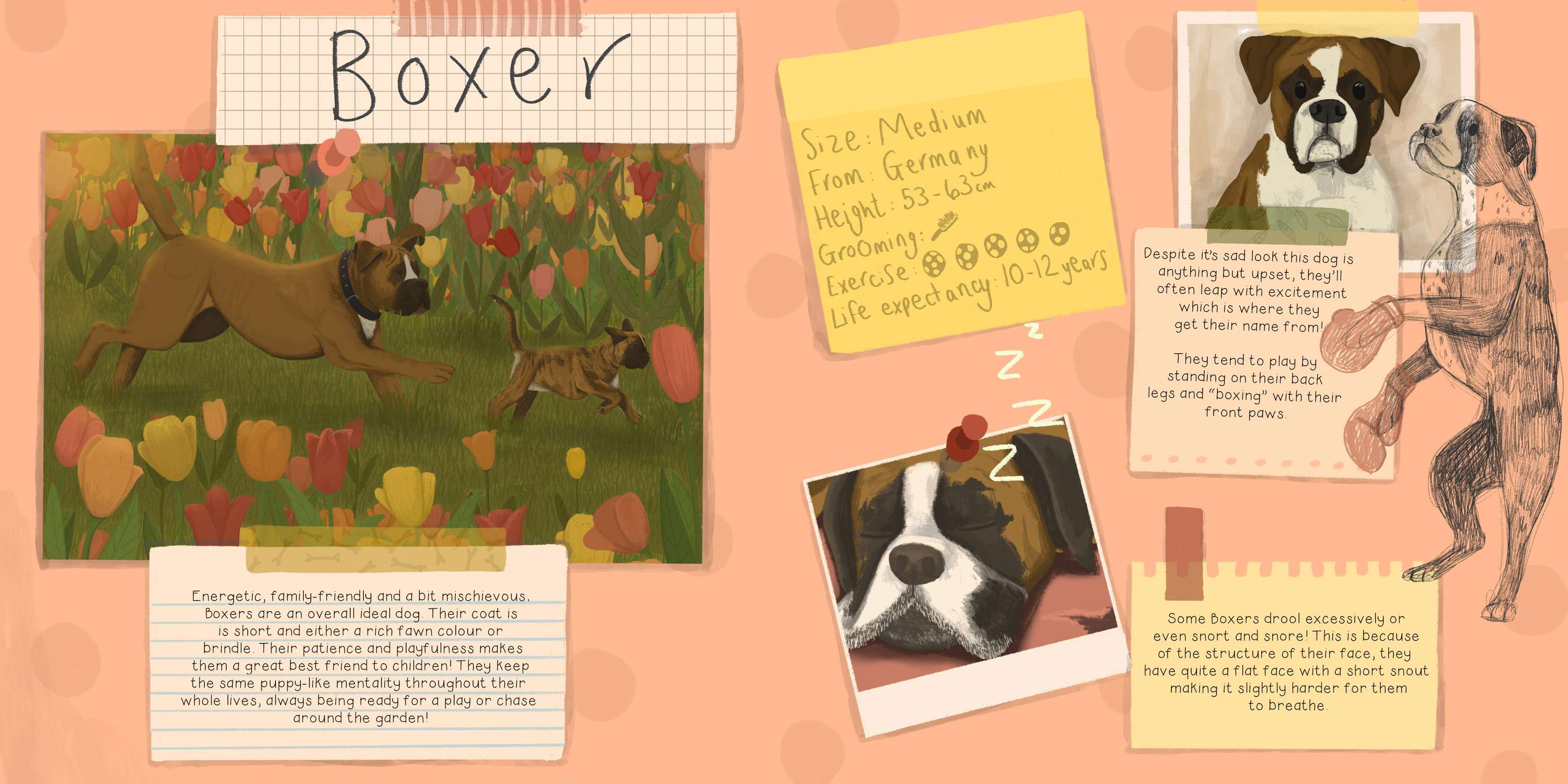 Understanding Dogs by Molly O'Connor
