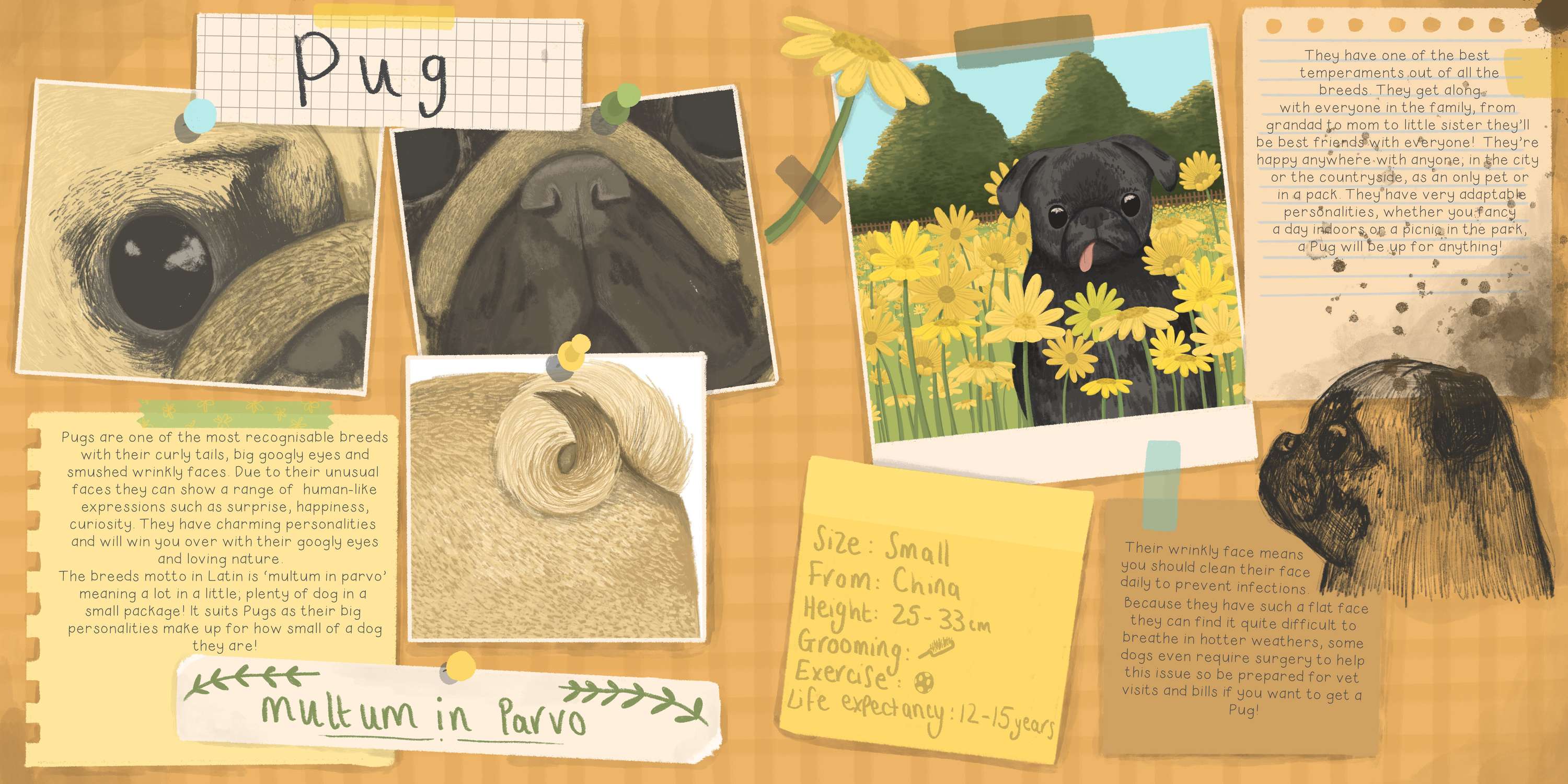 Understanding Dogs by Molly O'Connor