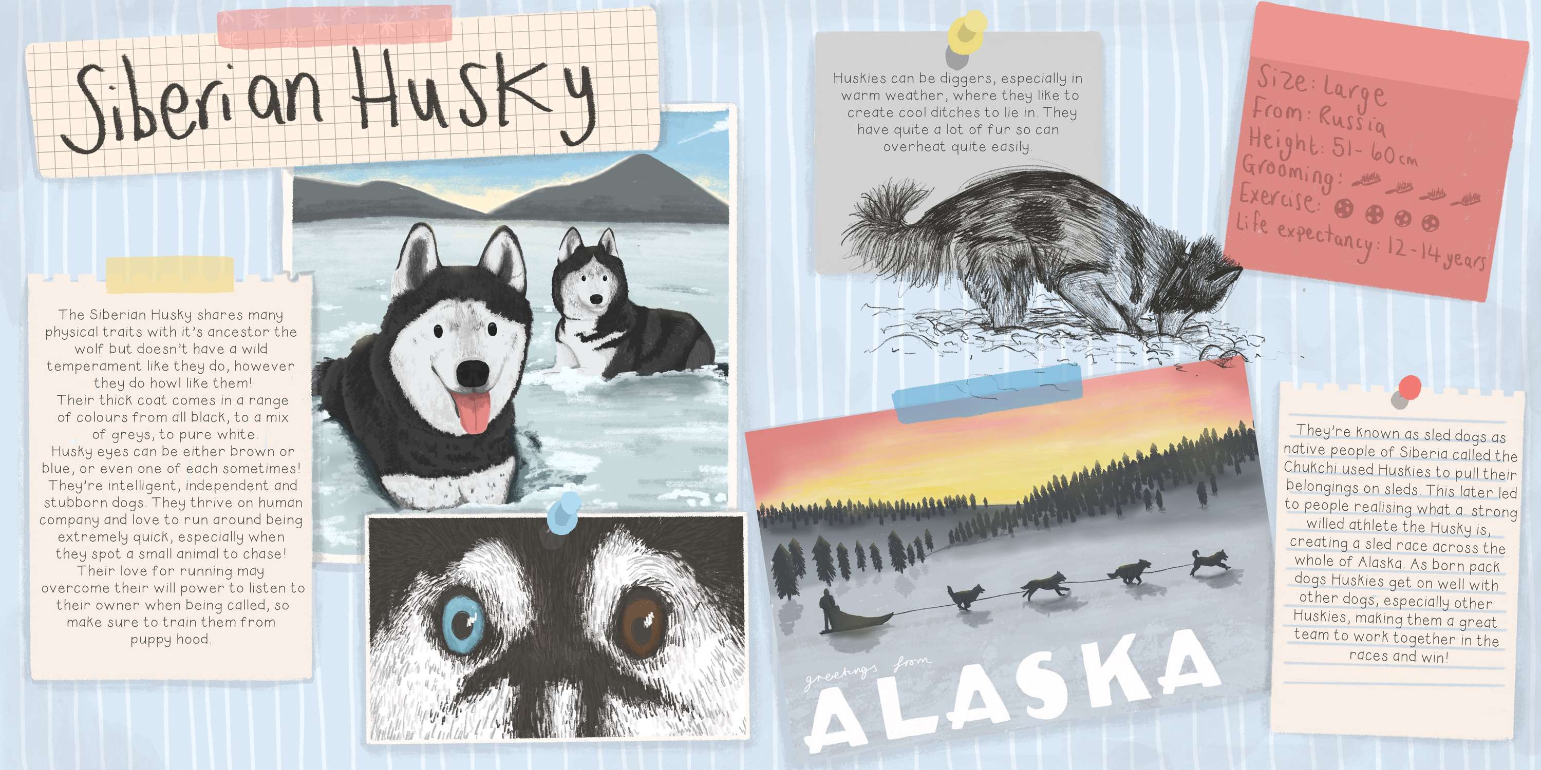 Understanding Dogs by Molly O'Connor
