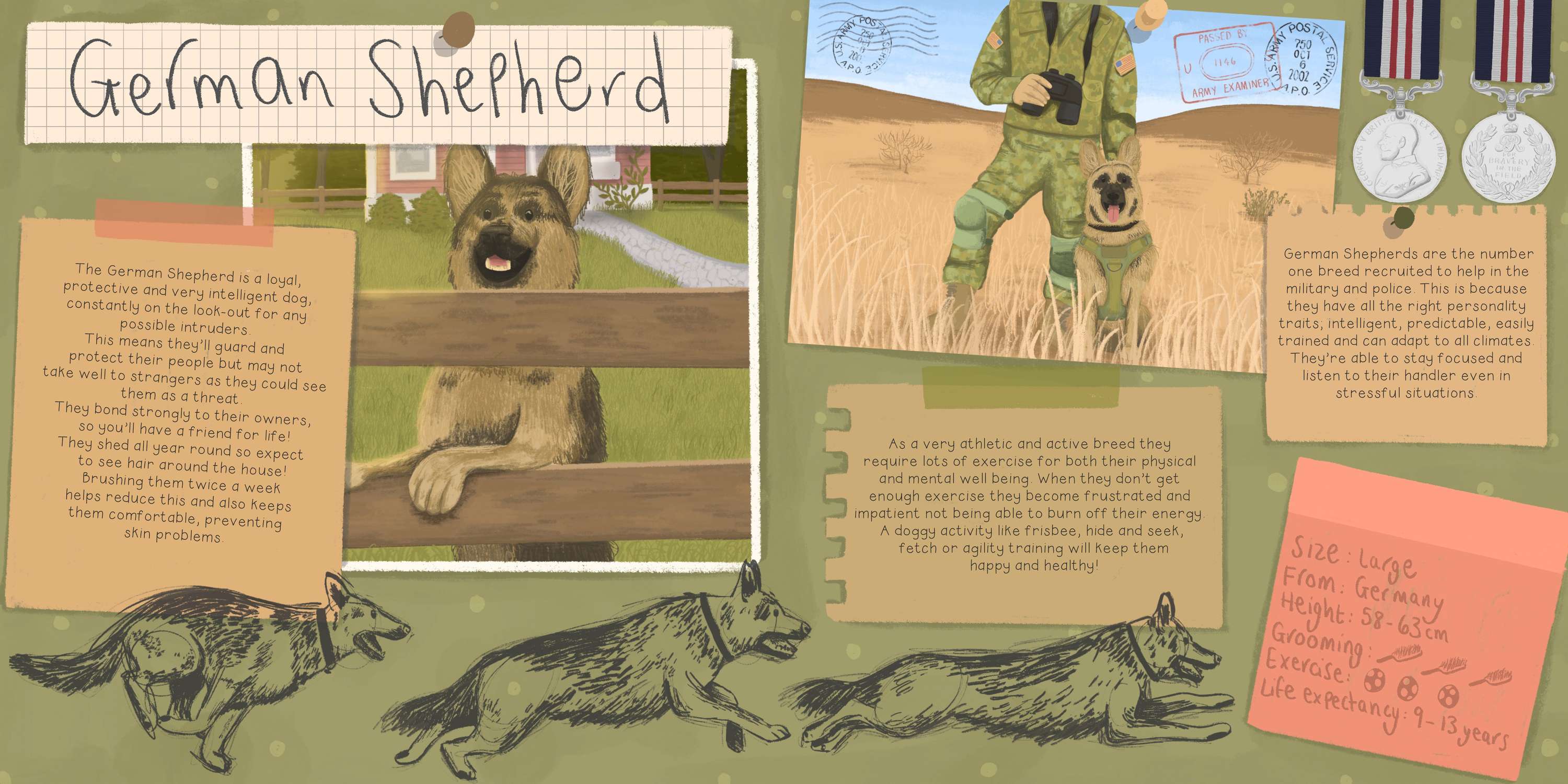 Understanding Dogs by Molly O'Connor
