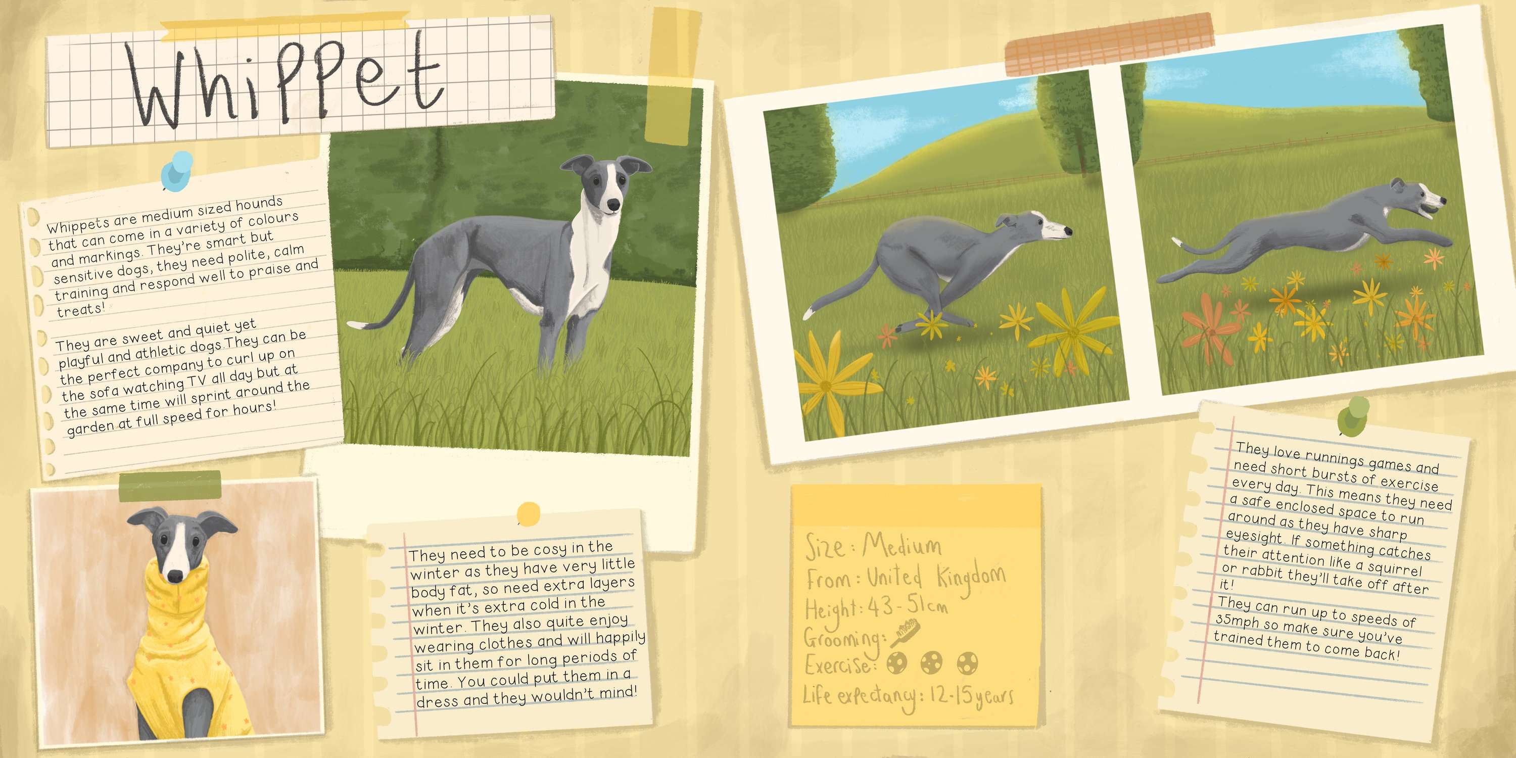 Understanding Dogs by Molly O'Connor