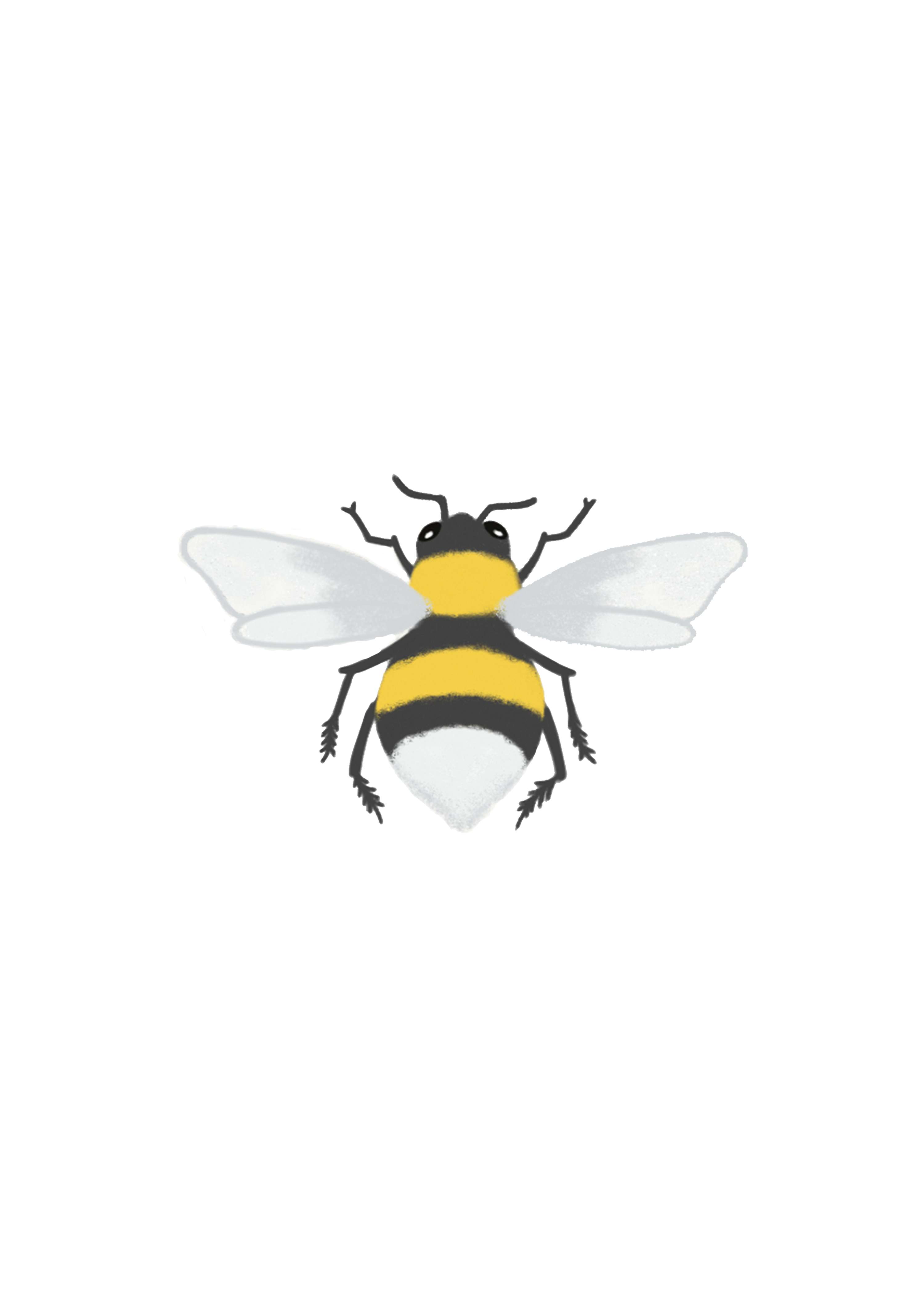 Bee Spotter Guide by Lauren Gray