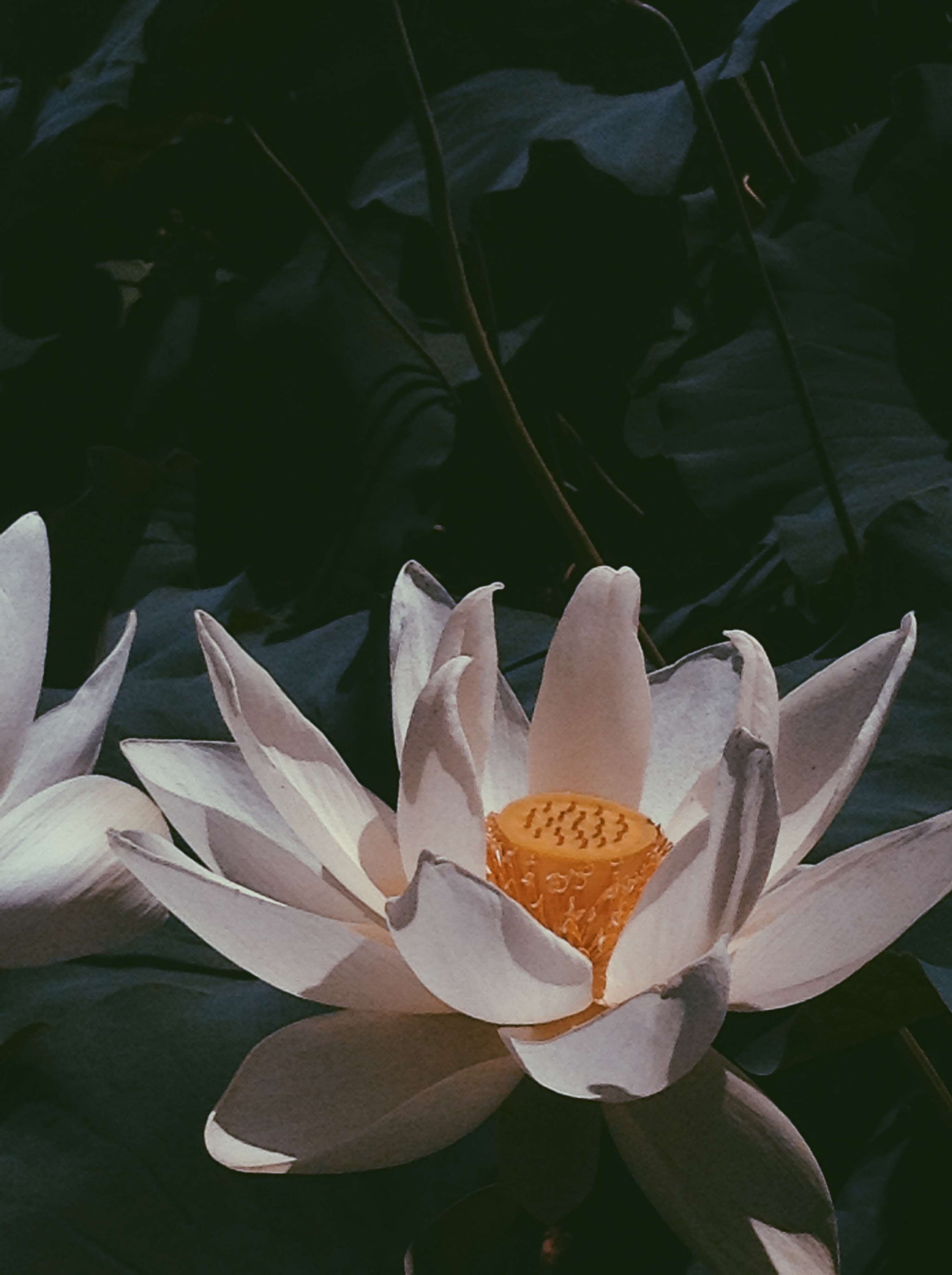 Delicate Shapes by Adenike Adelekan