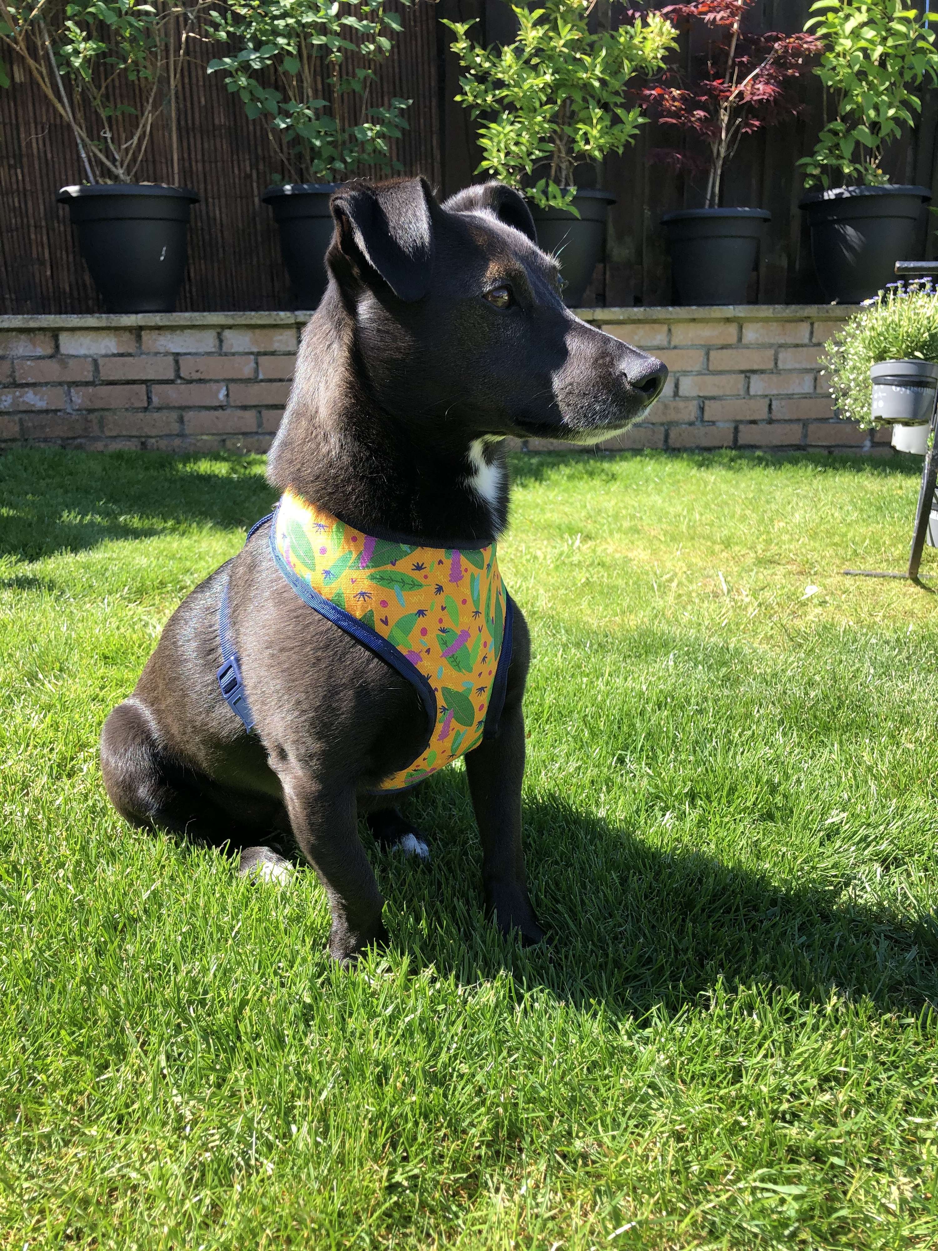 Surface Pattern Design for Dog products by Tamsin Mclaughlan