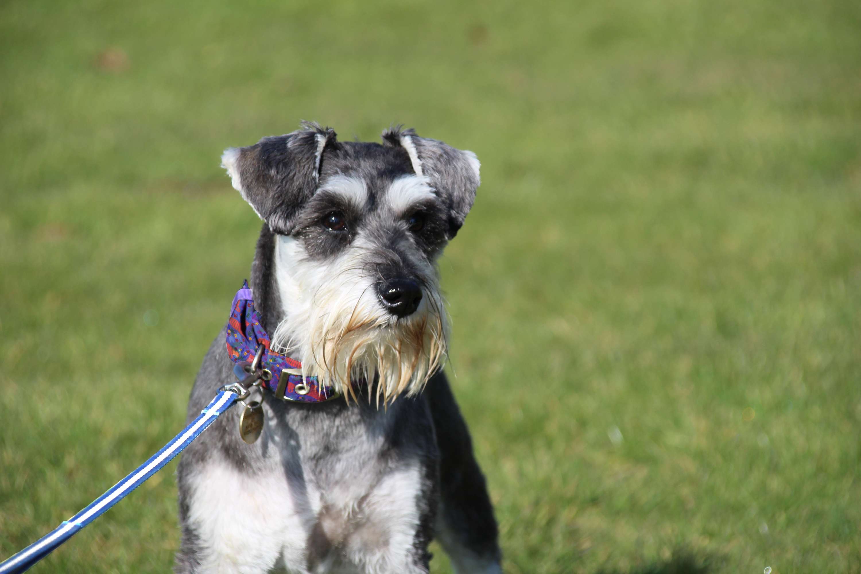 Surface Pattern Design for Dog products by Tamsin Mclaughlan