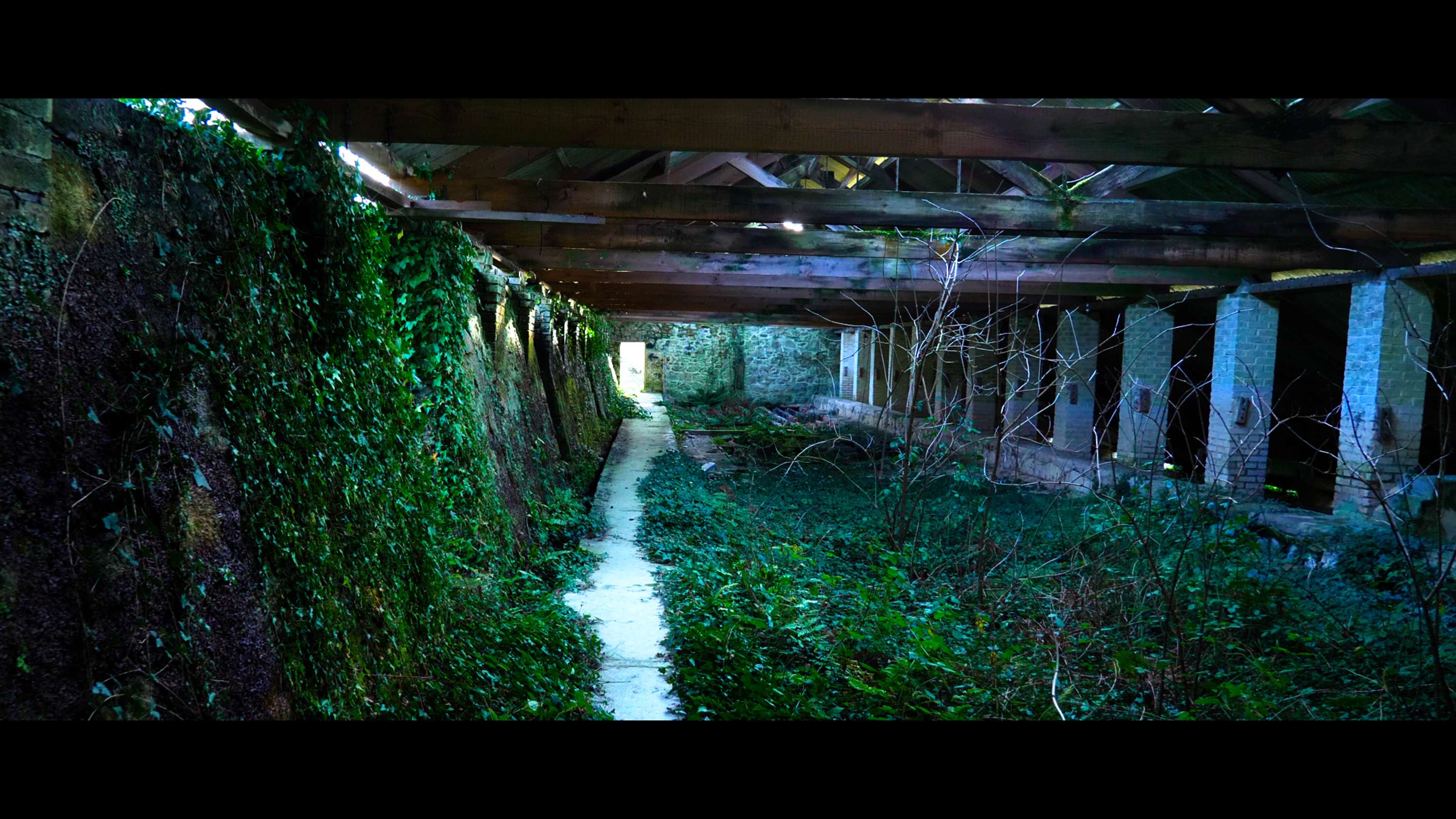Elephant - Music Video by Billy Abbott