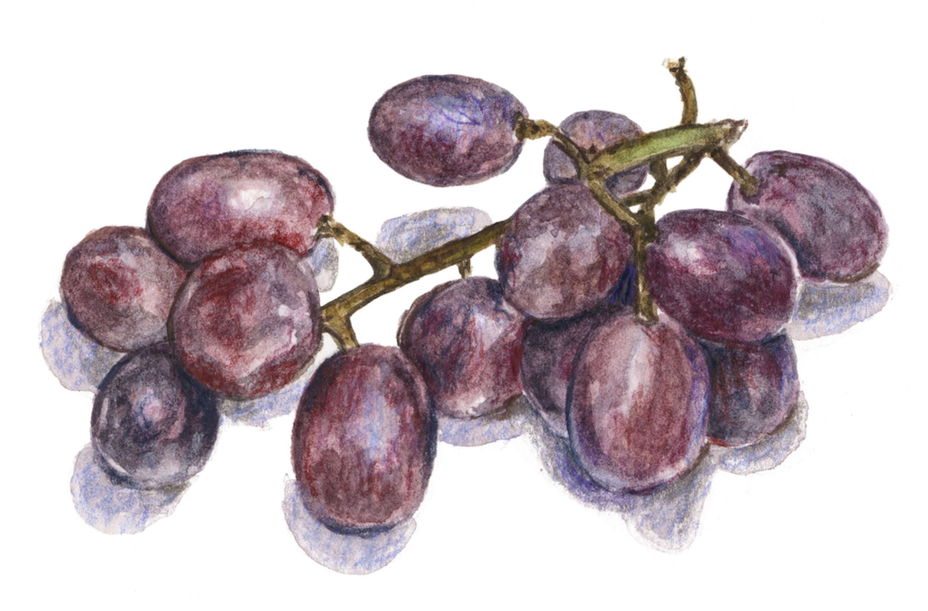 Observational Illustrations by Abigail Harris