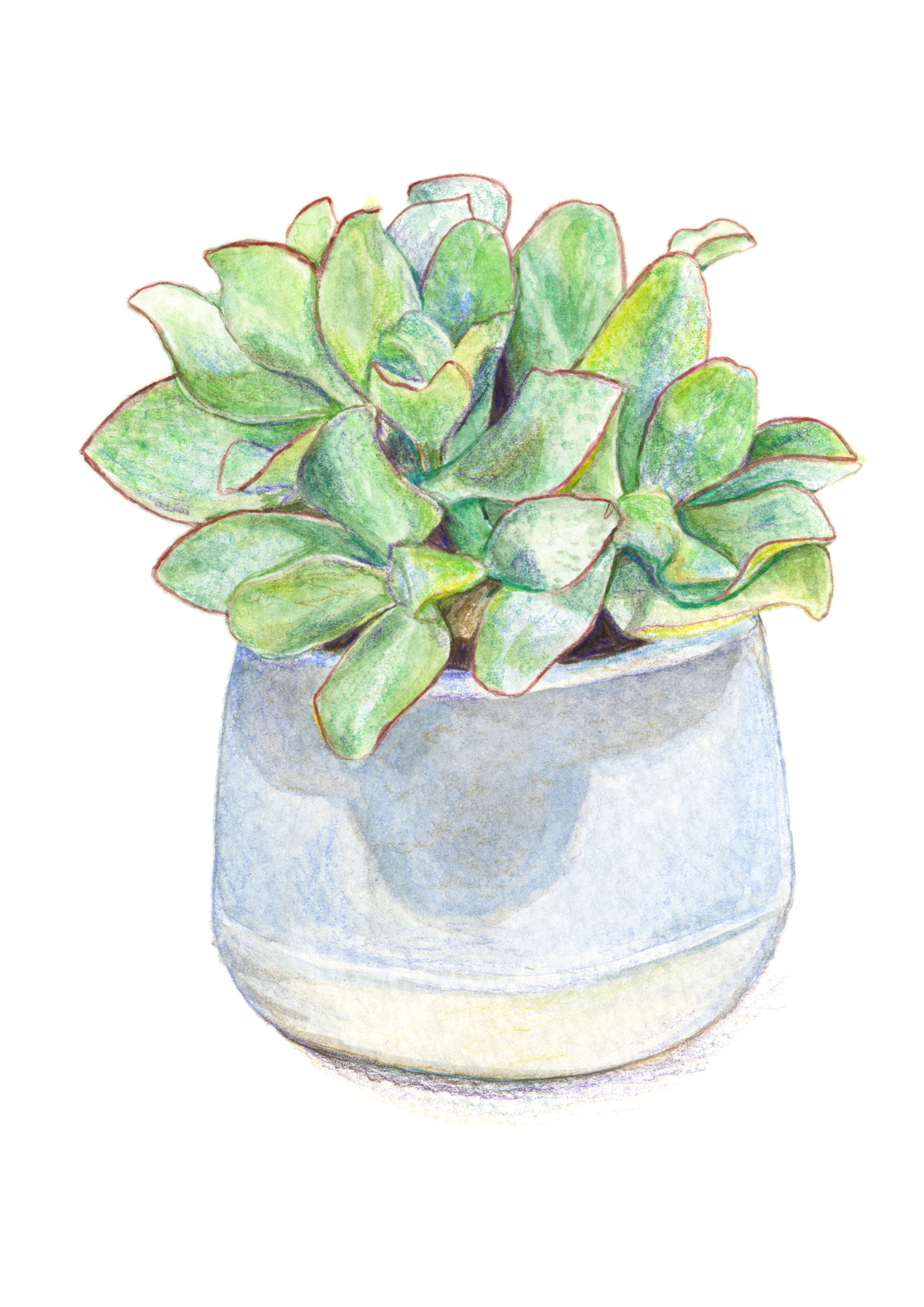 Observational Illustrations by Abigail Harris