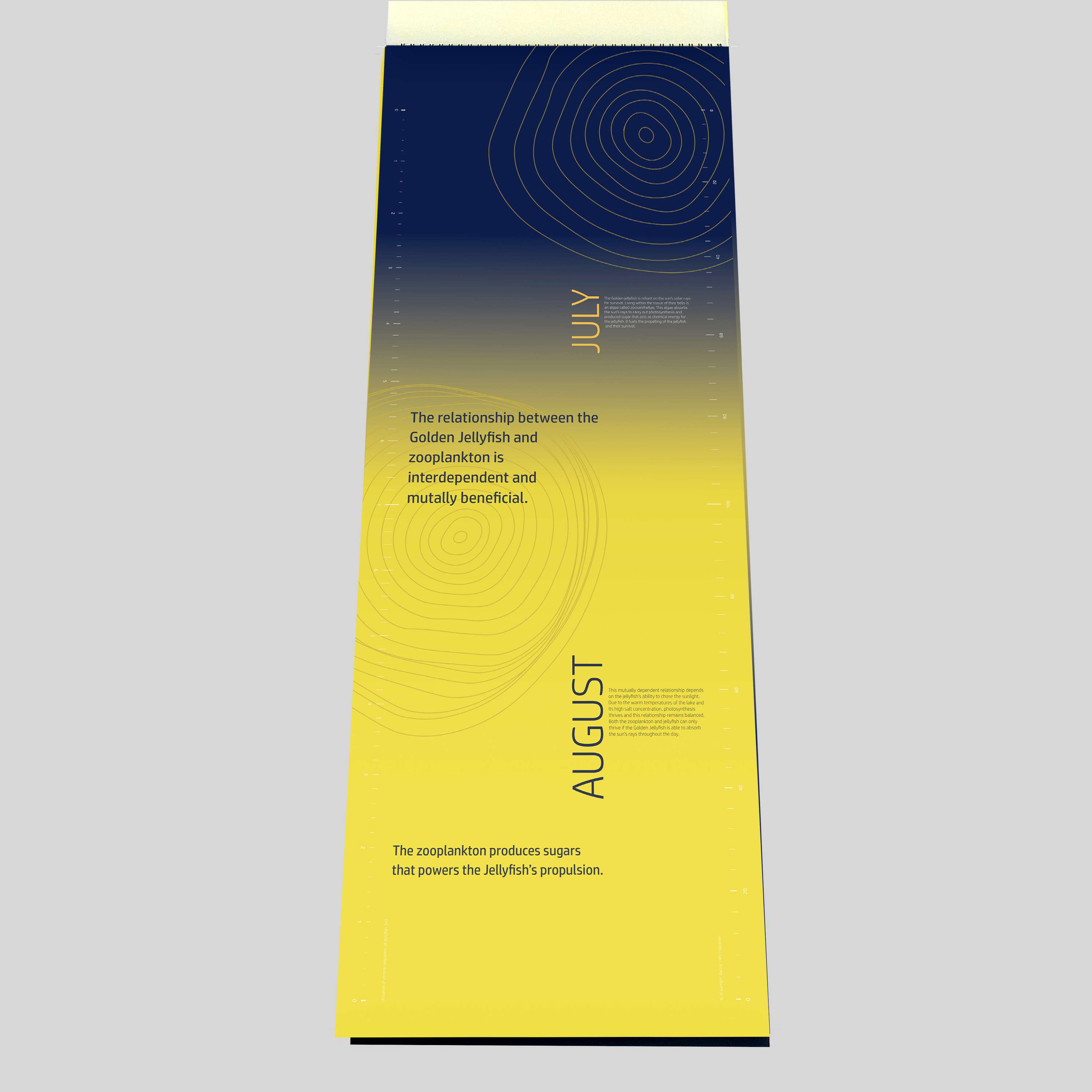 ISTD Daily Migration of The Golden Jellyfish by Tanisha Varsani