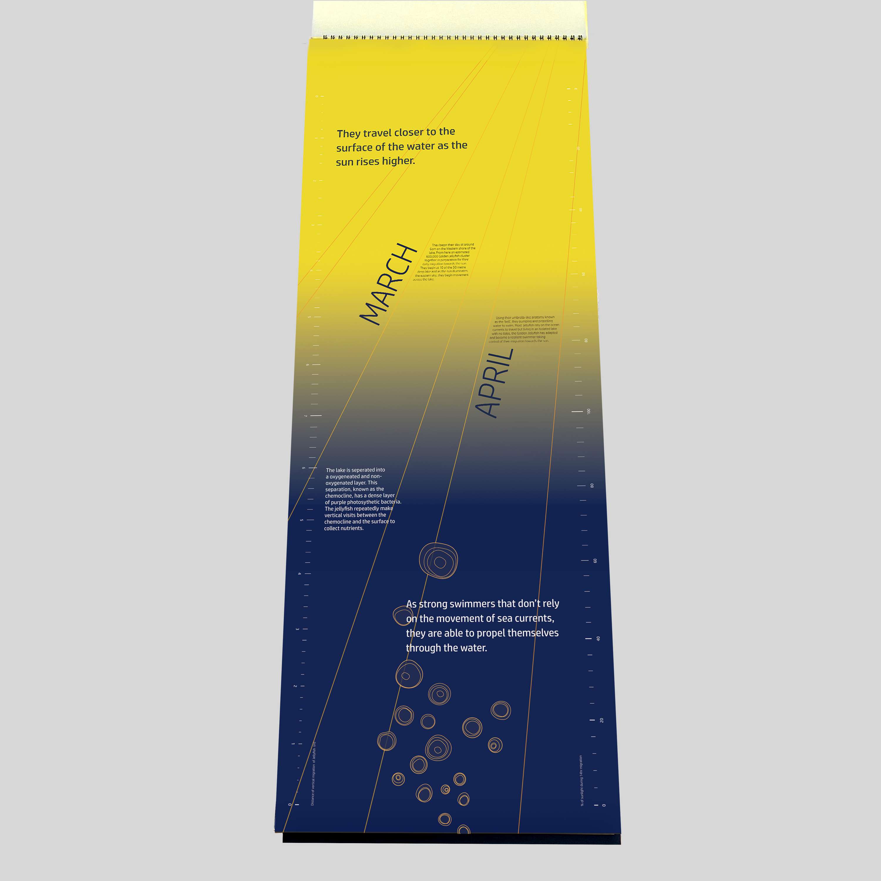 ISTD Daily Migration of The Golden Jellyfish by Tanisha Varsani
