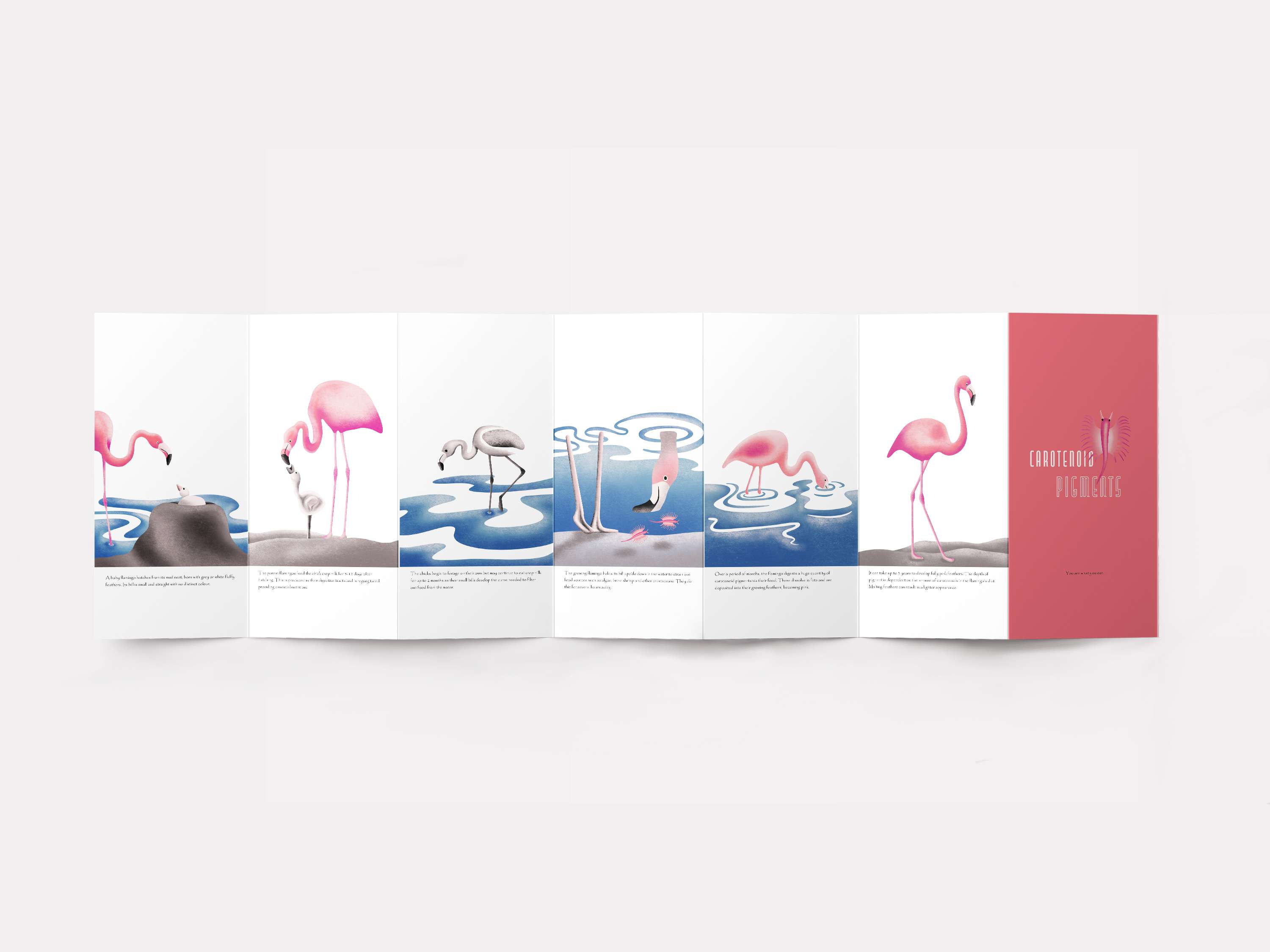 Why are Flamingos Pink? by Amie Carter