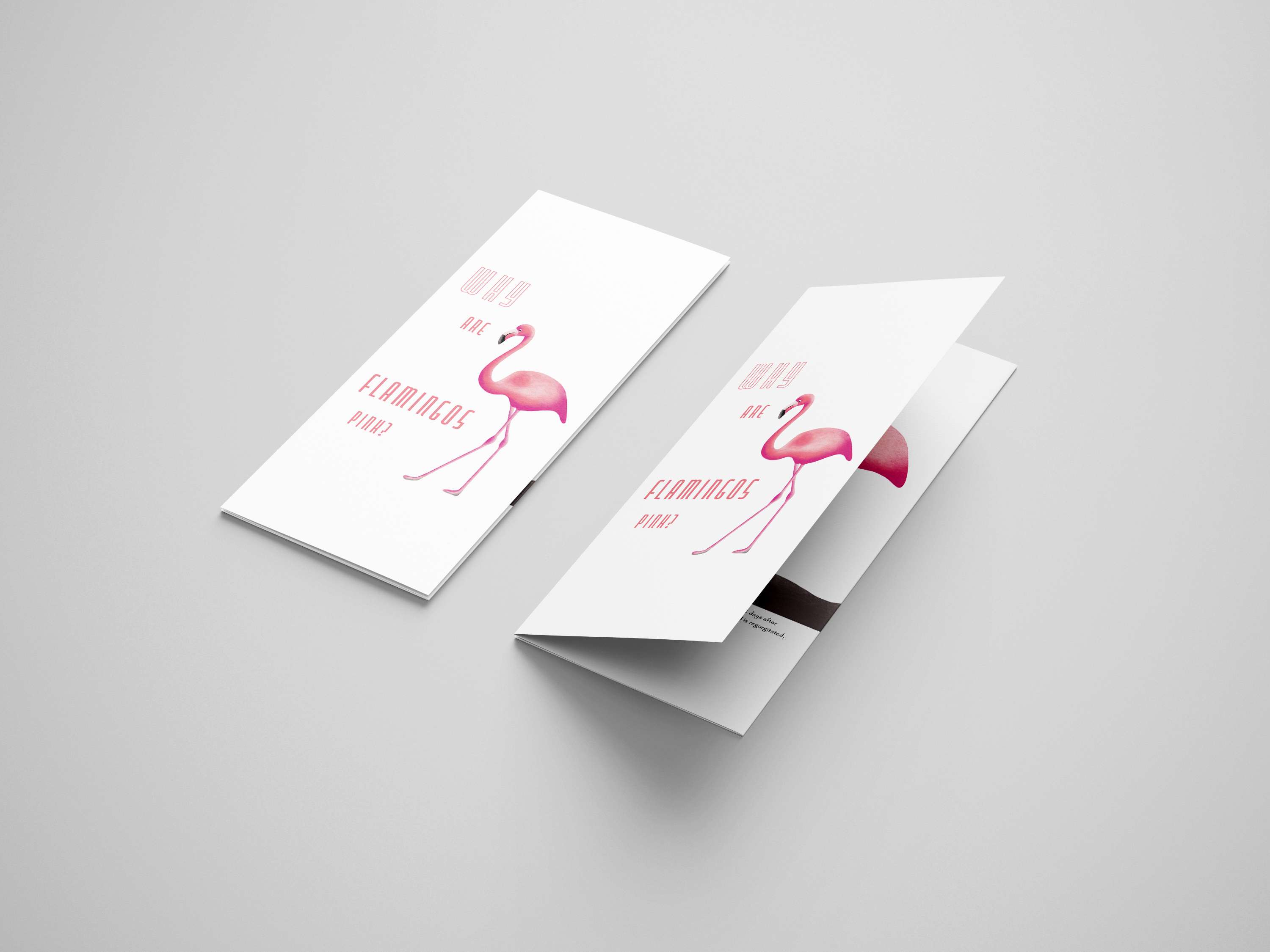 Why are Flamingos Pink? by Amie Carter