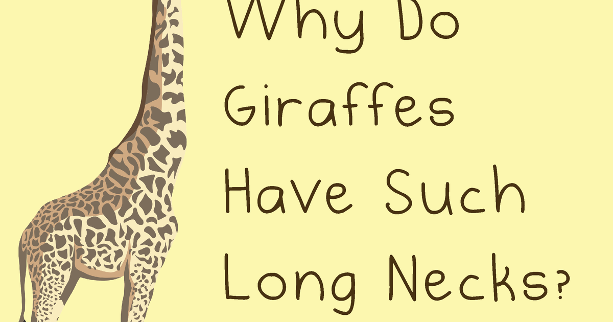 Why Do Giraffes Have Such Long Necks? | The Dots