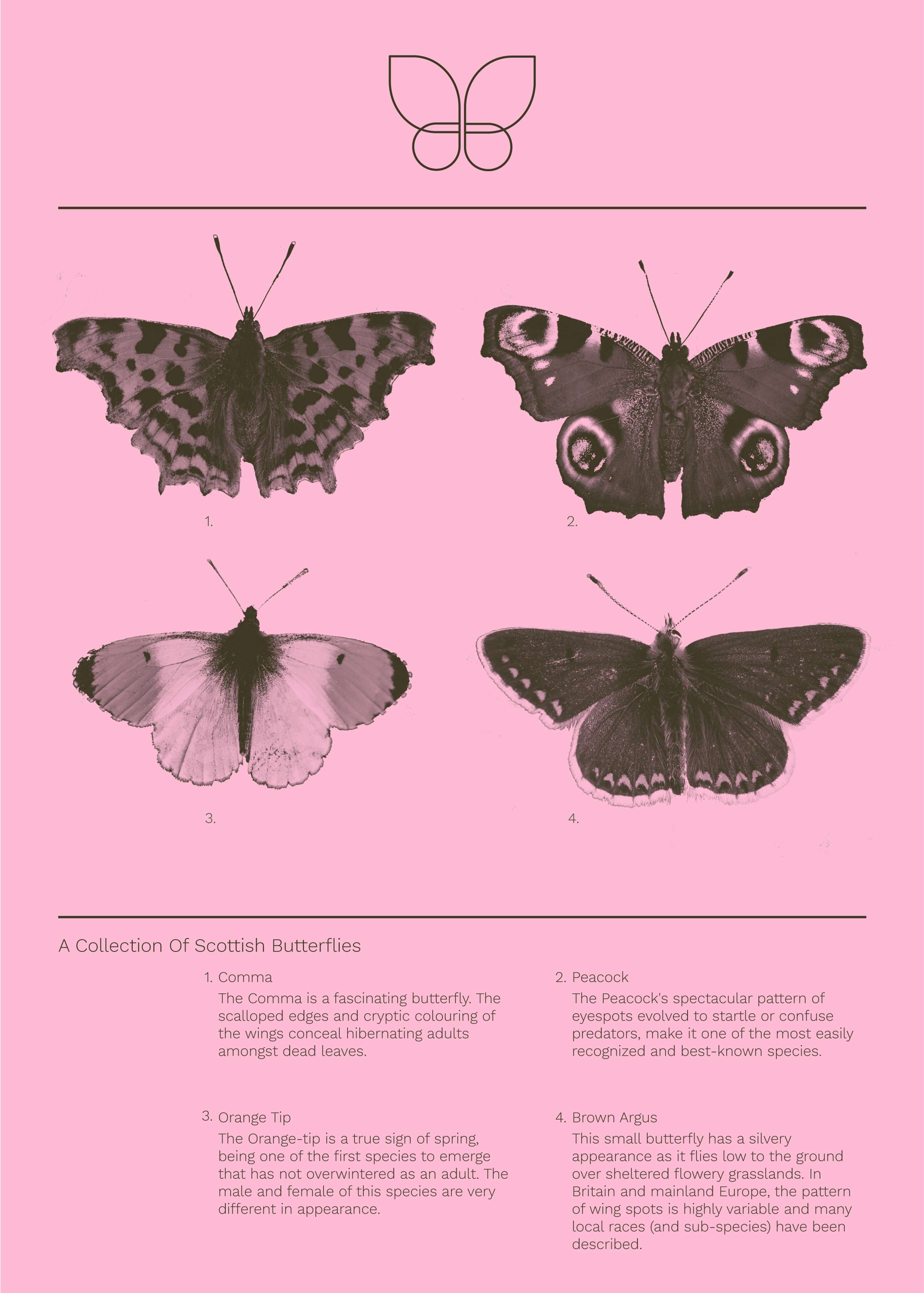 Flutter Bye by Rory Stewart