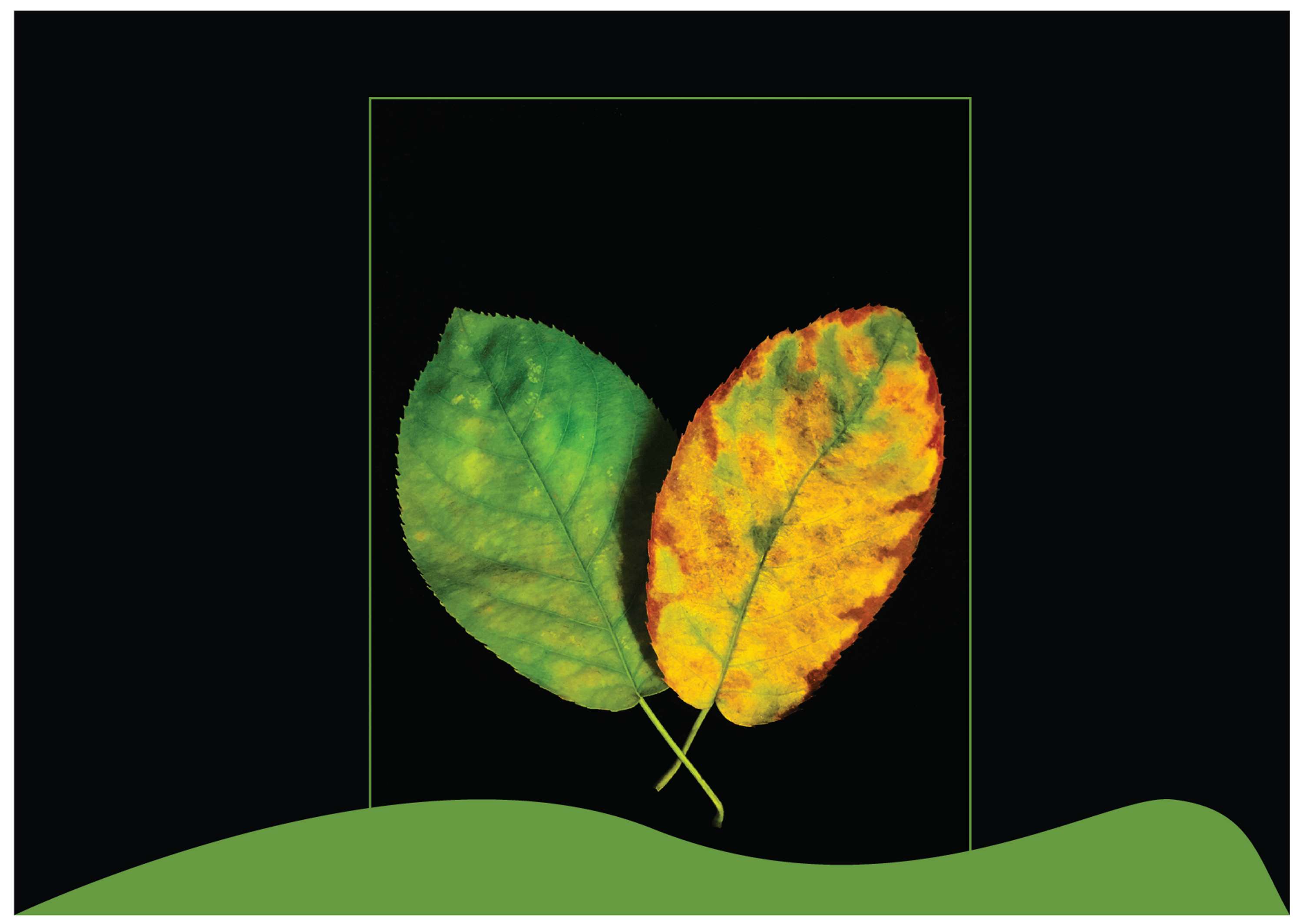 EFFLORESCENCE Book by Adina Bostinaru