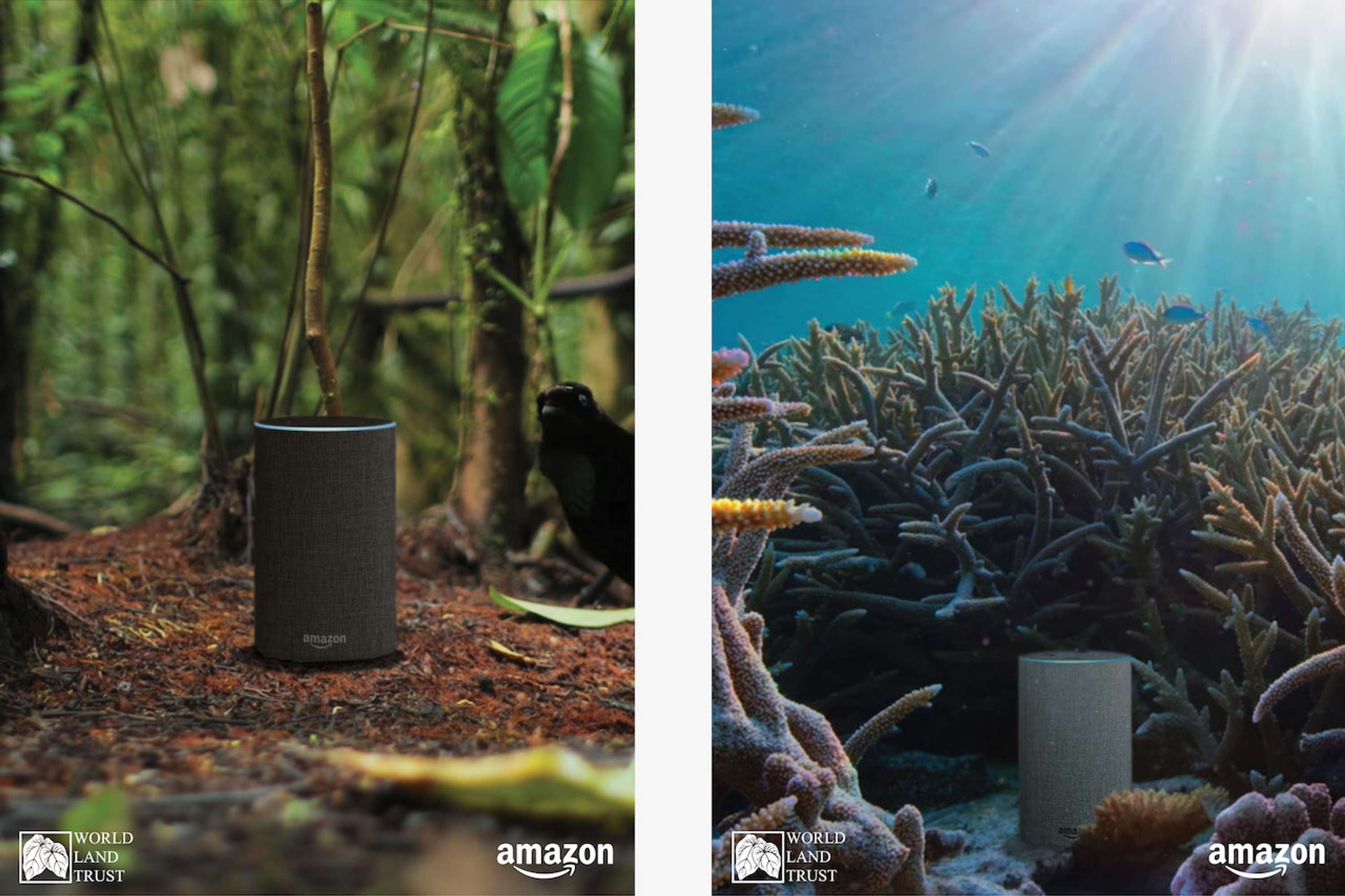 Amazon Attenborough by Hattie Evans