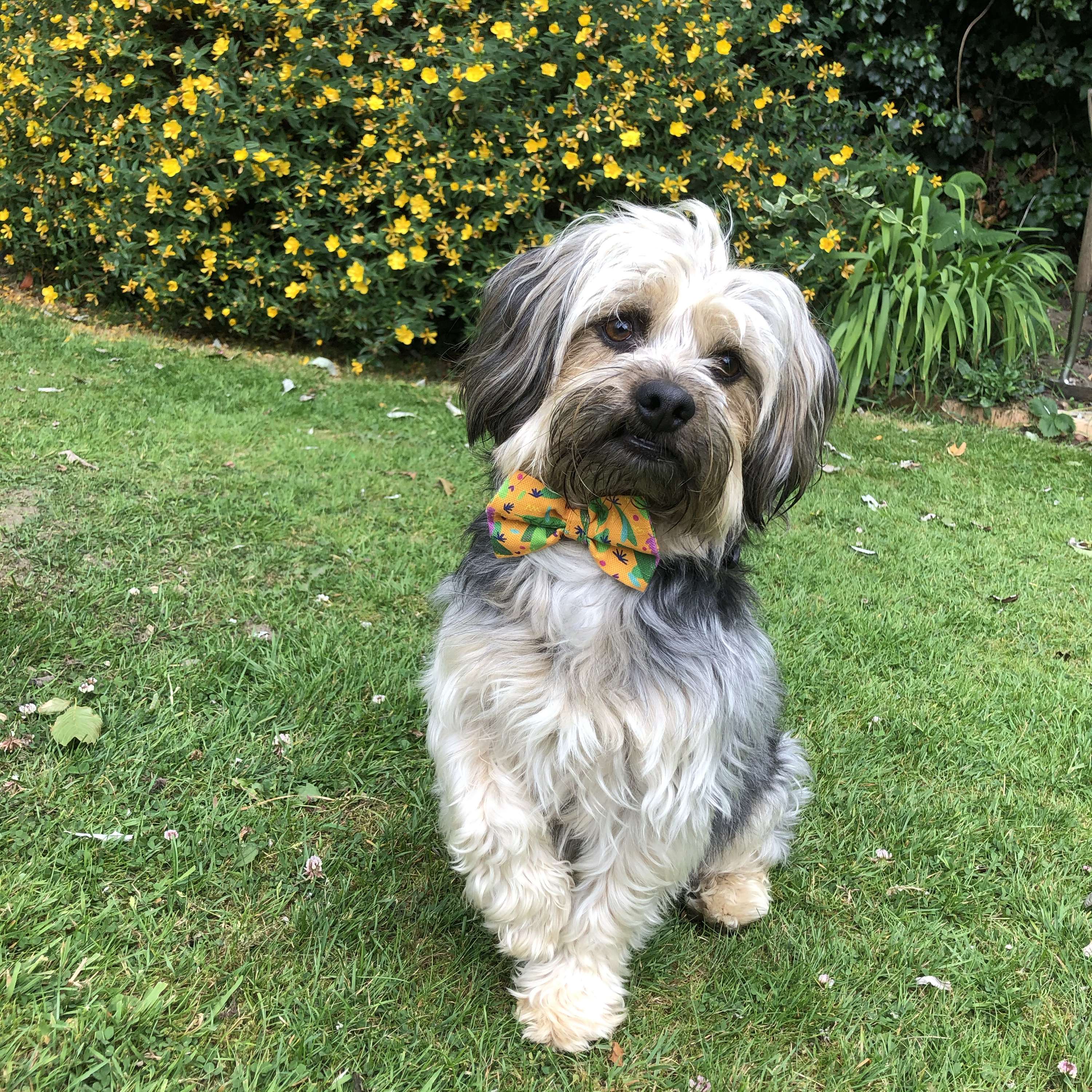 Surface Pattern Design for Dog products by Tamsin Mclaughlan
