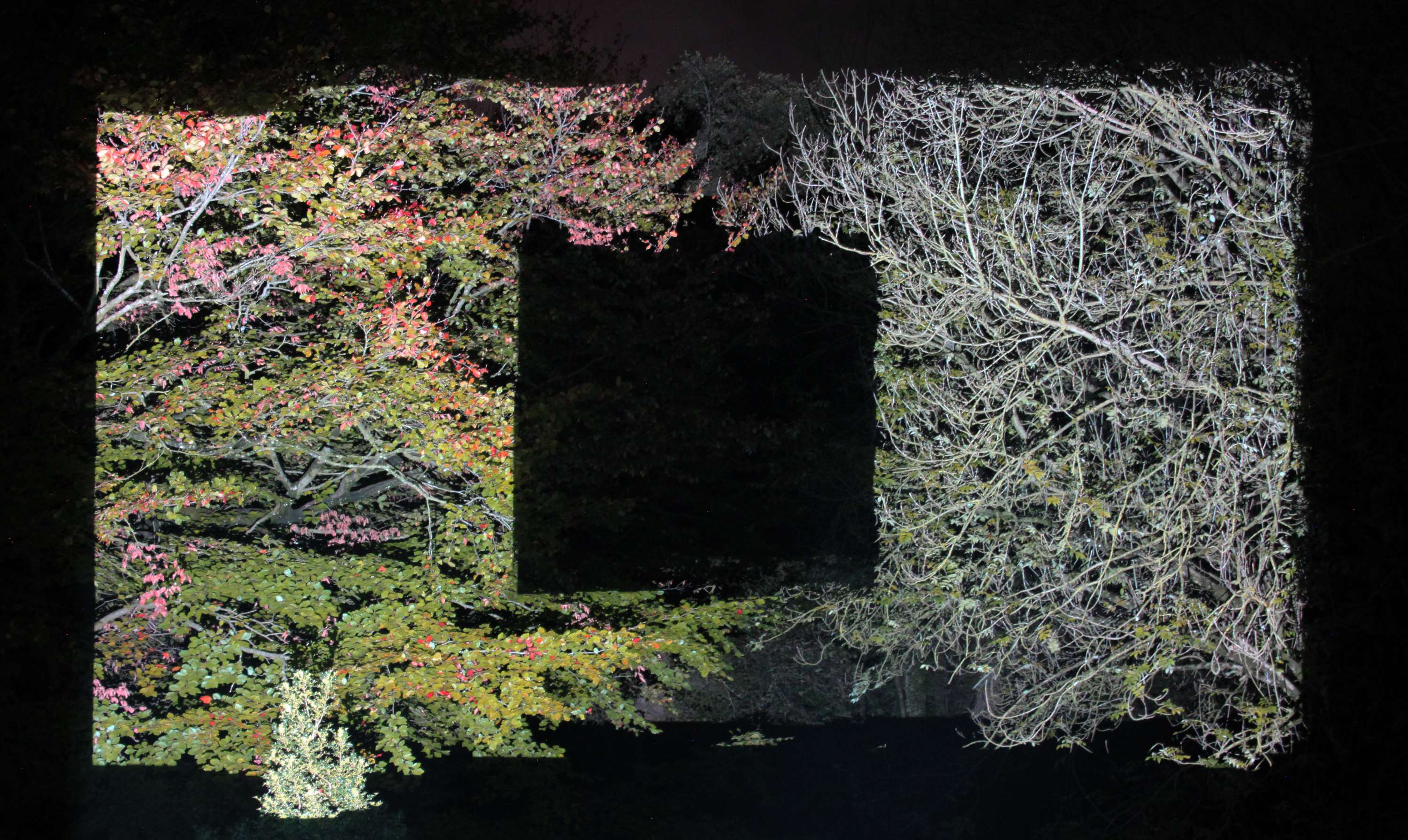 Forest Light Installation by Ella Chedburn