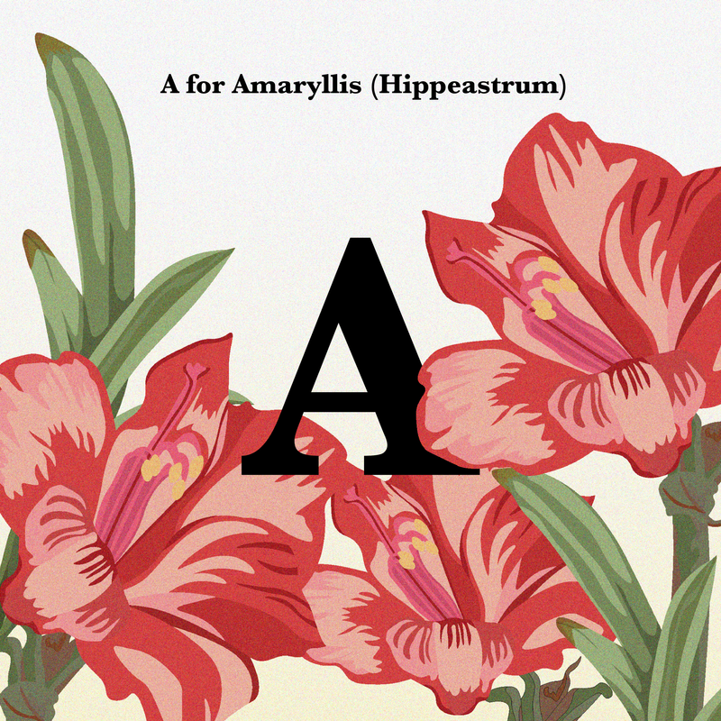 26 Days of Illustration by Alison Dominguez