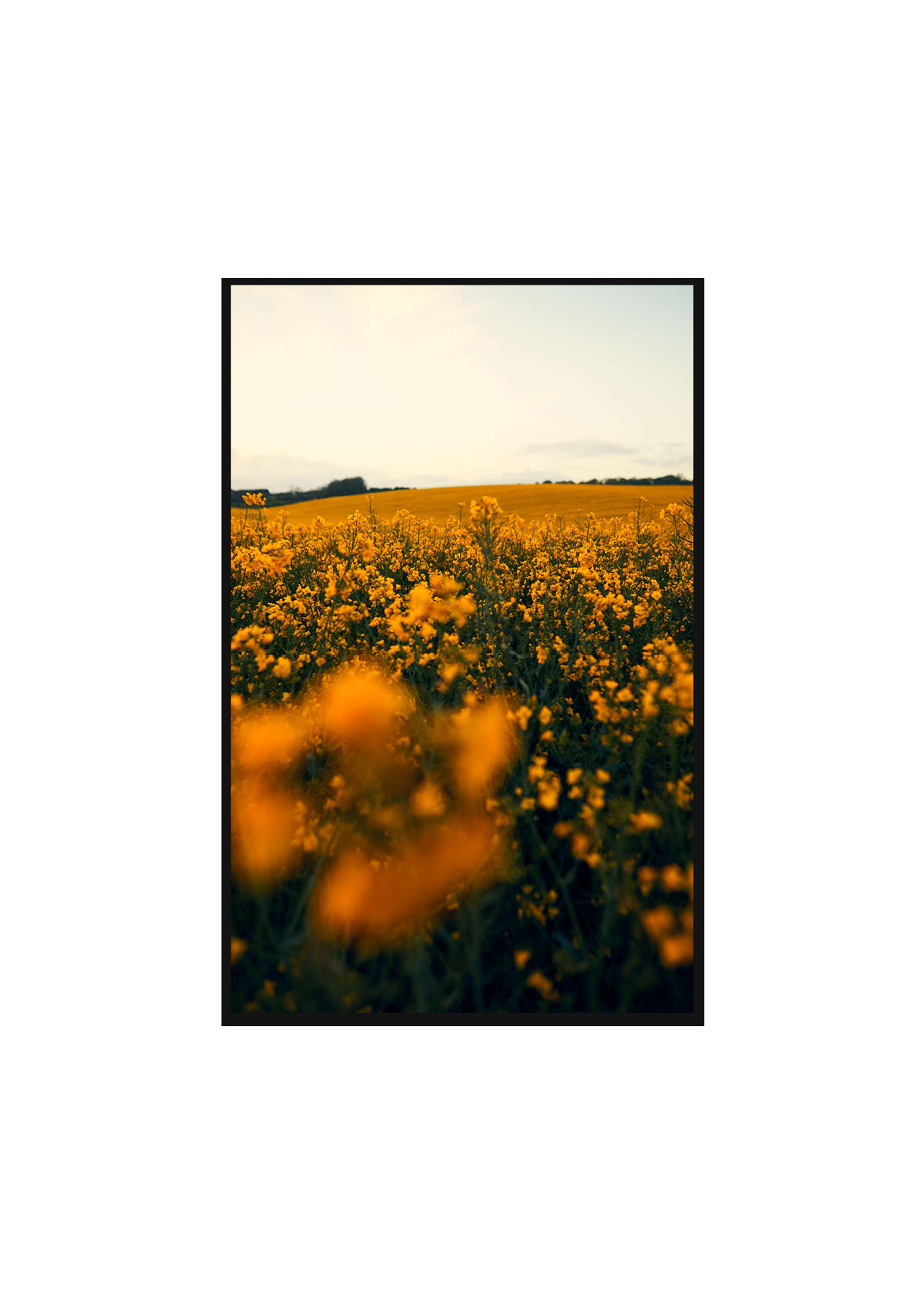 Last Light by Charlotte Watts
