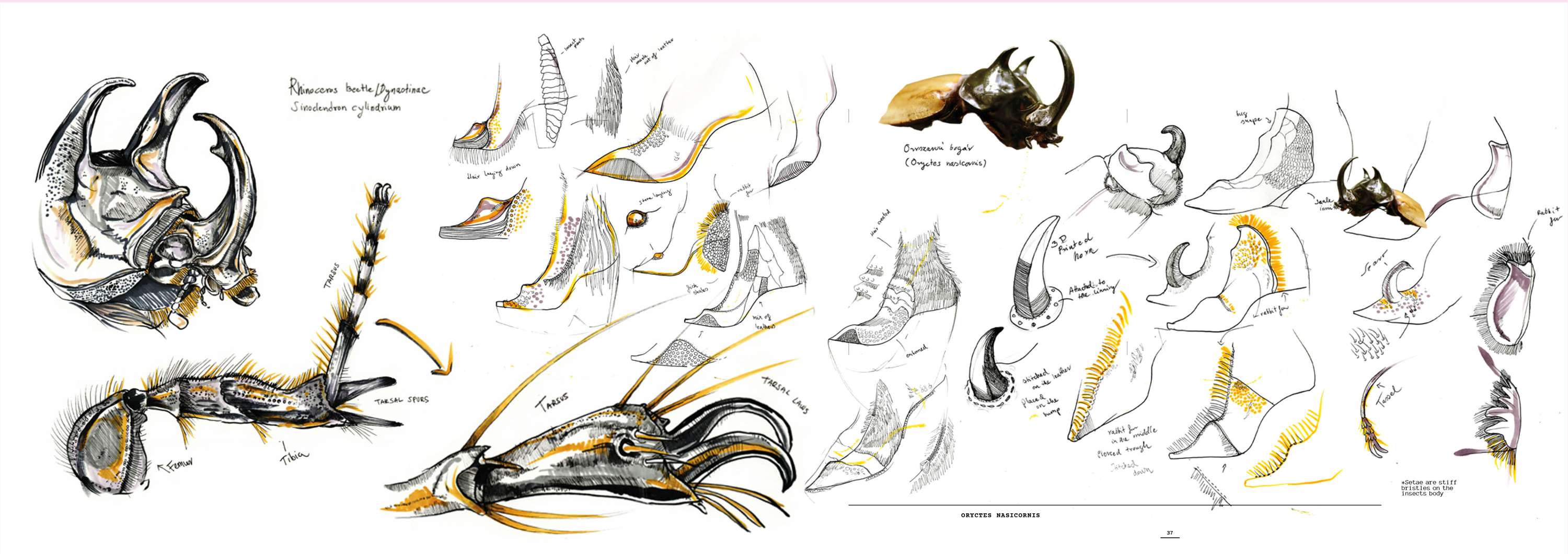 The Bug Designer by Anna Melegh