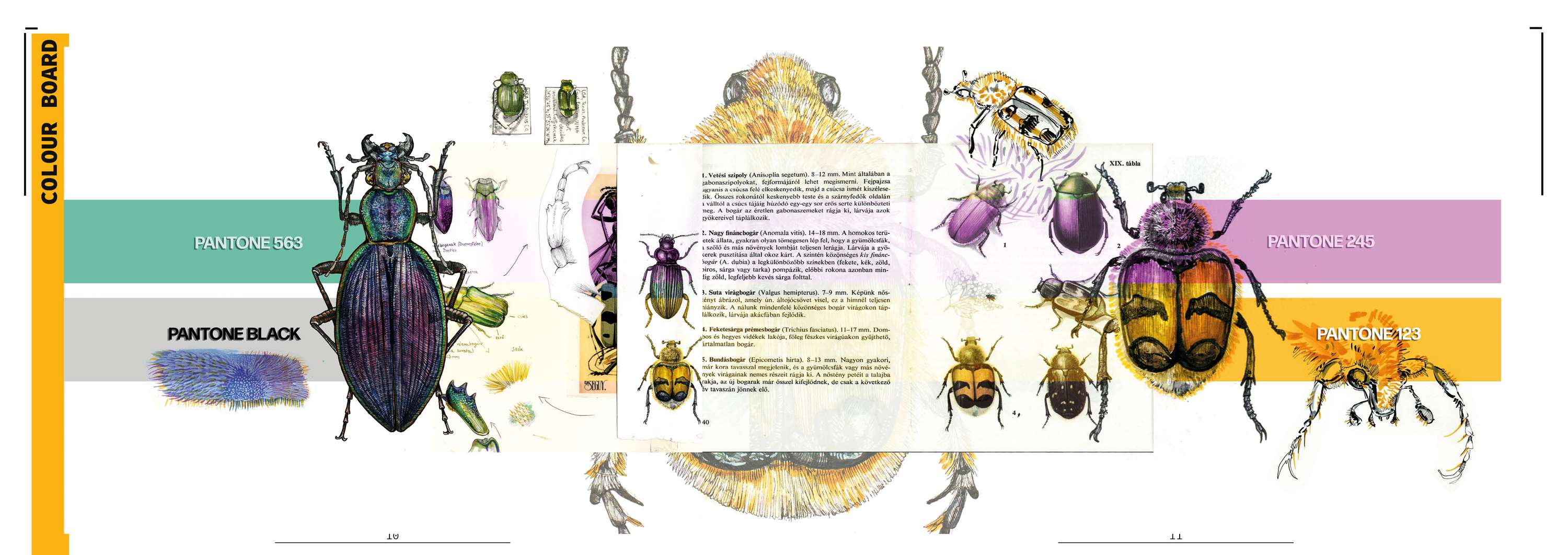 The Bug Designer by Anna Melegh
