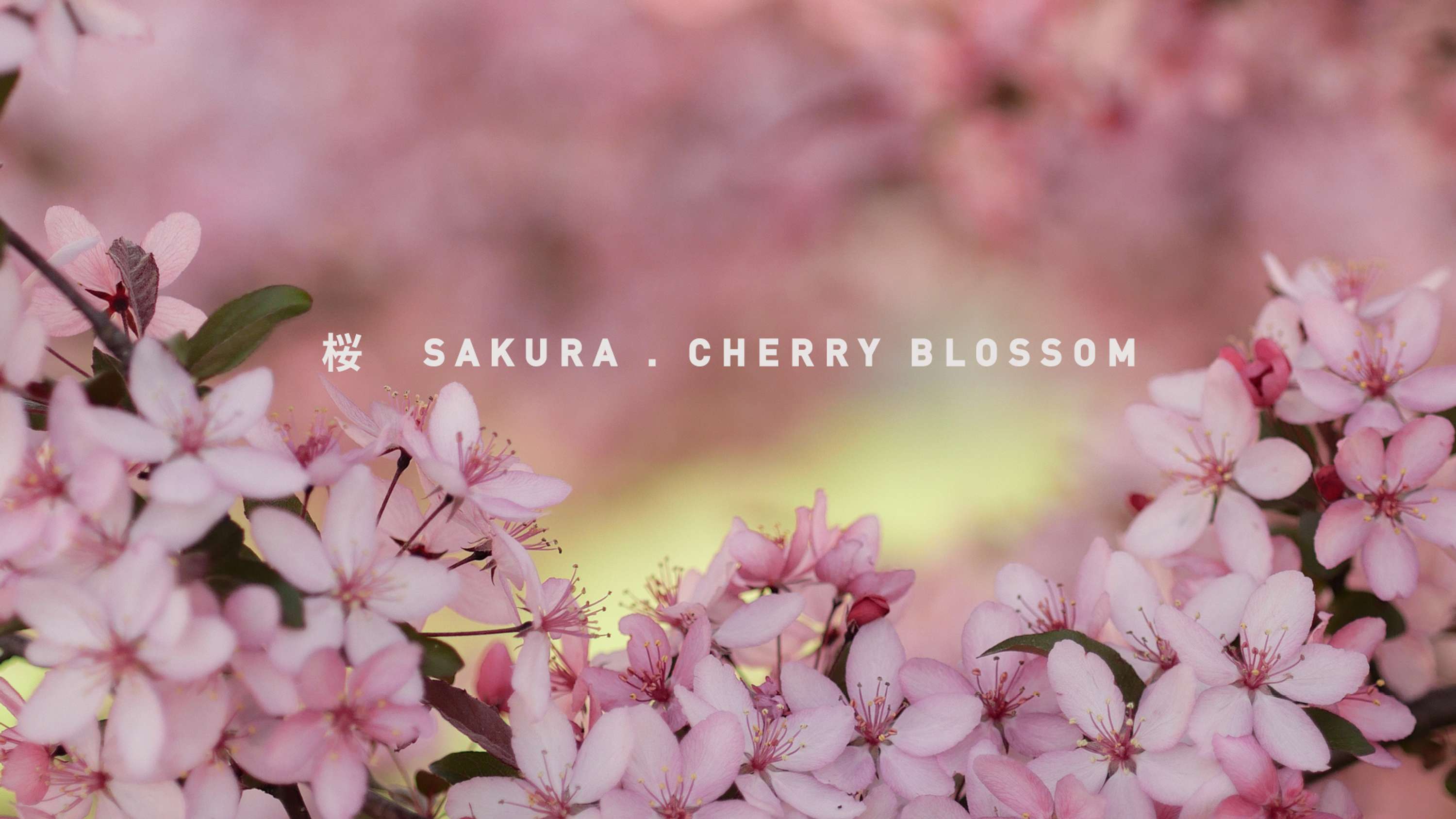 Sakura by Kinga Baxter