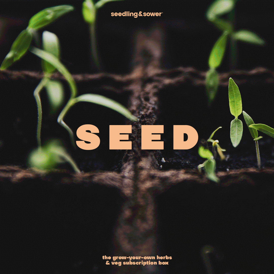 Seedling & Sower by Kit Debuse